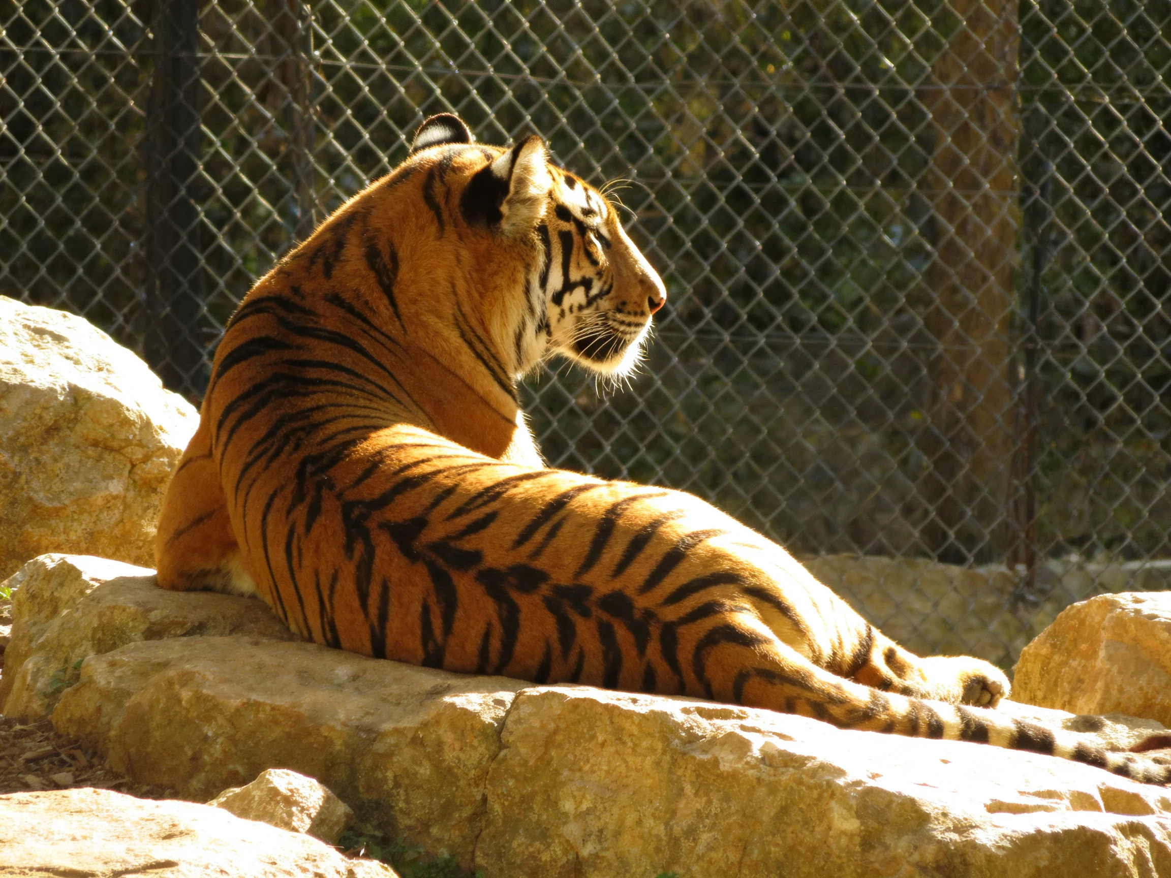 An orange tiger with black stripes relaxes on rocks beside a chain-link fence.