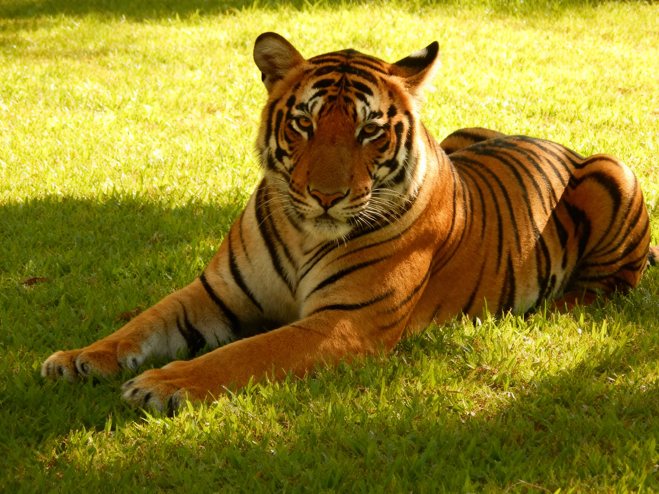 An orange tiger with black stripes relaxes on green grass.