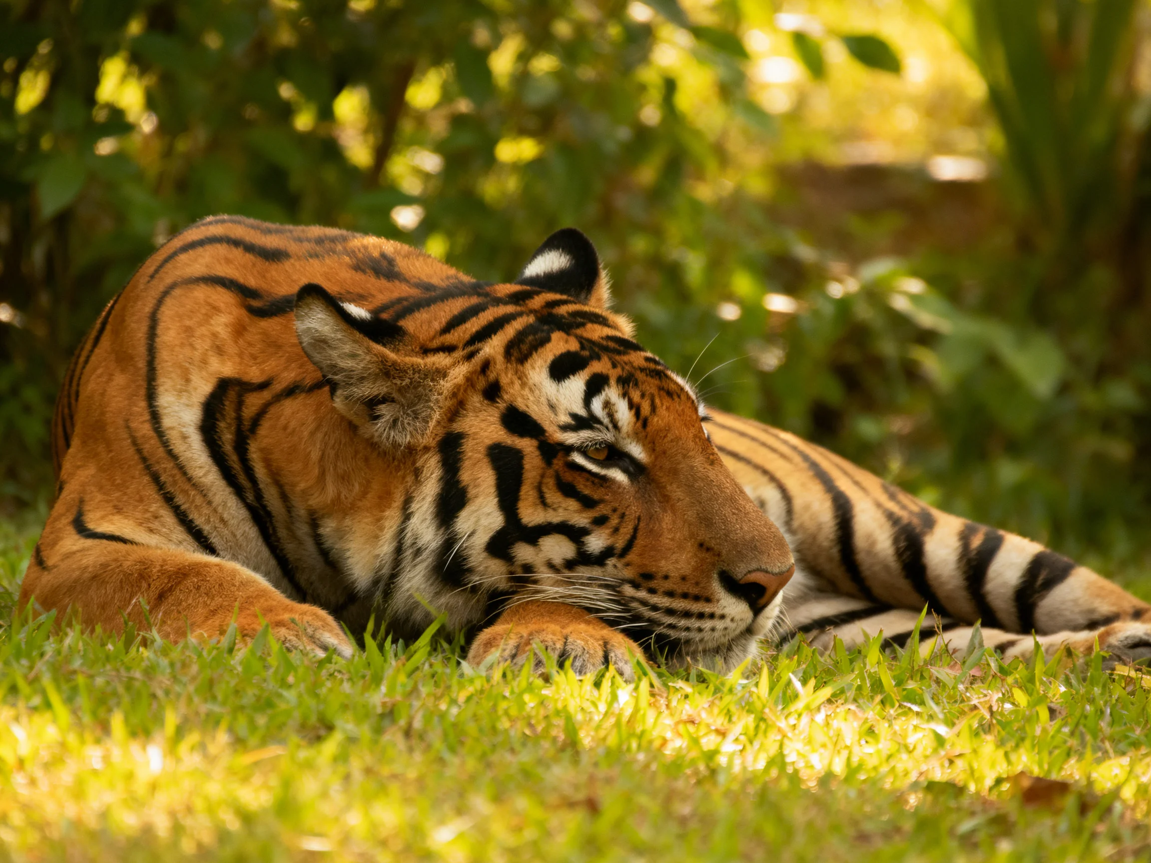 An orange tiger relaxes on grass surrounded by greenery in a sunlit area.