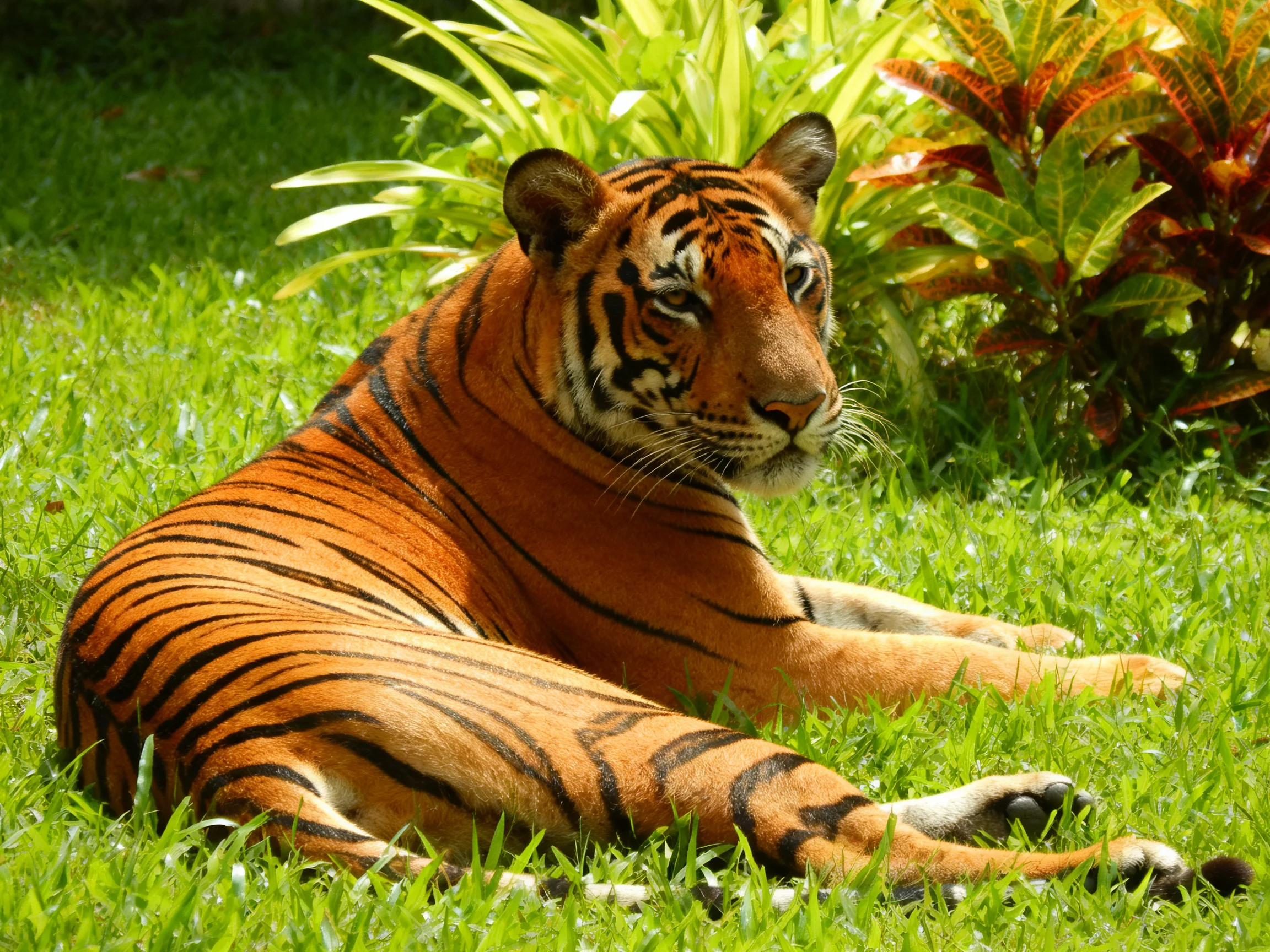 An orange tiger with black stripes relaxes on green grass near colorful plants