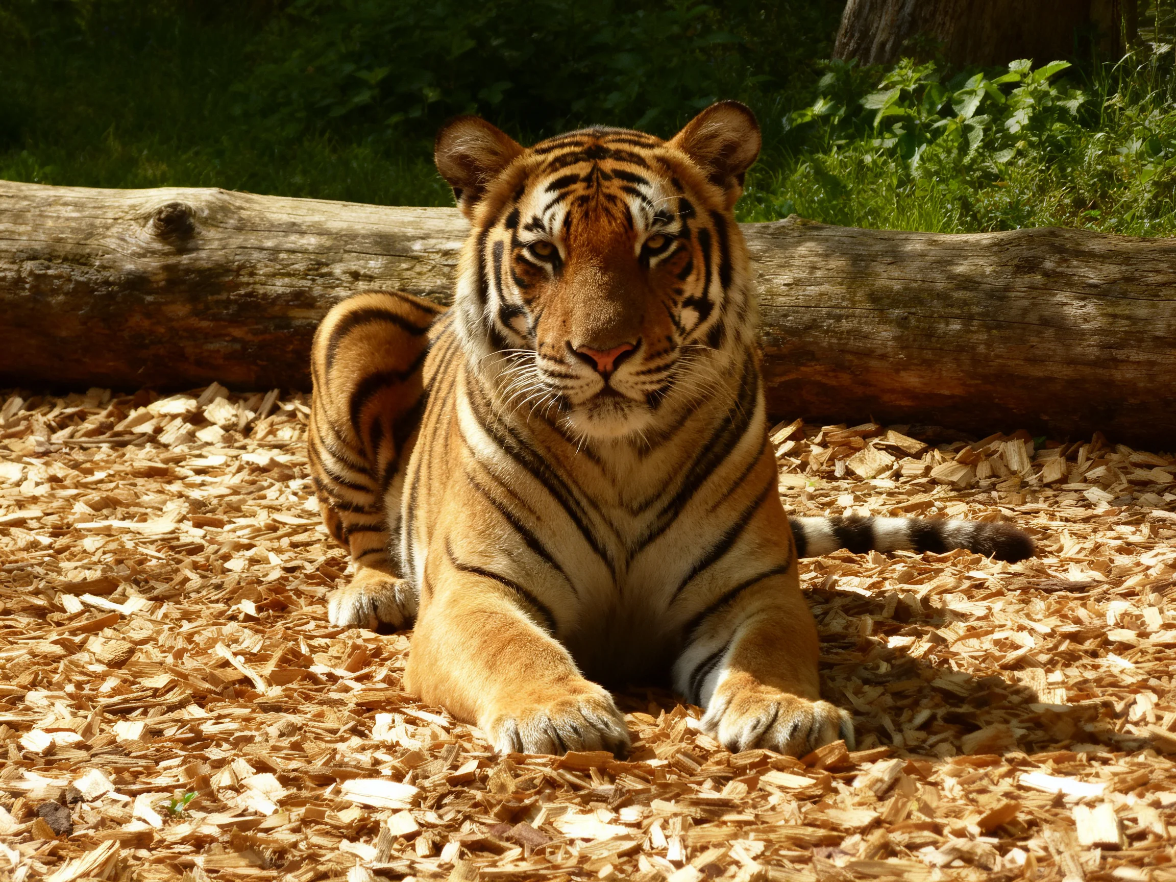 A tiger lies calmly on wood chips beside a large log.