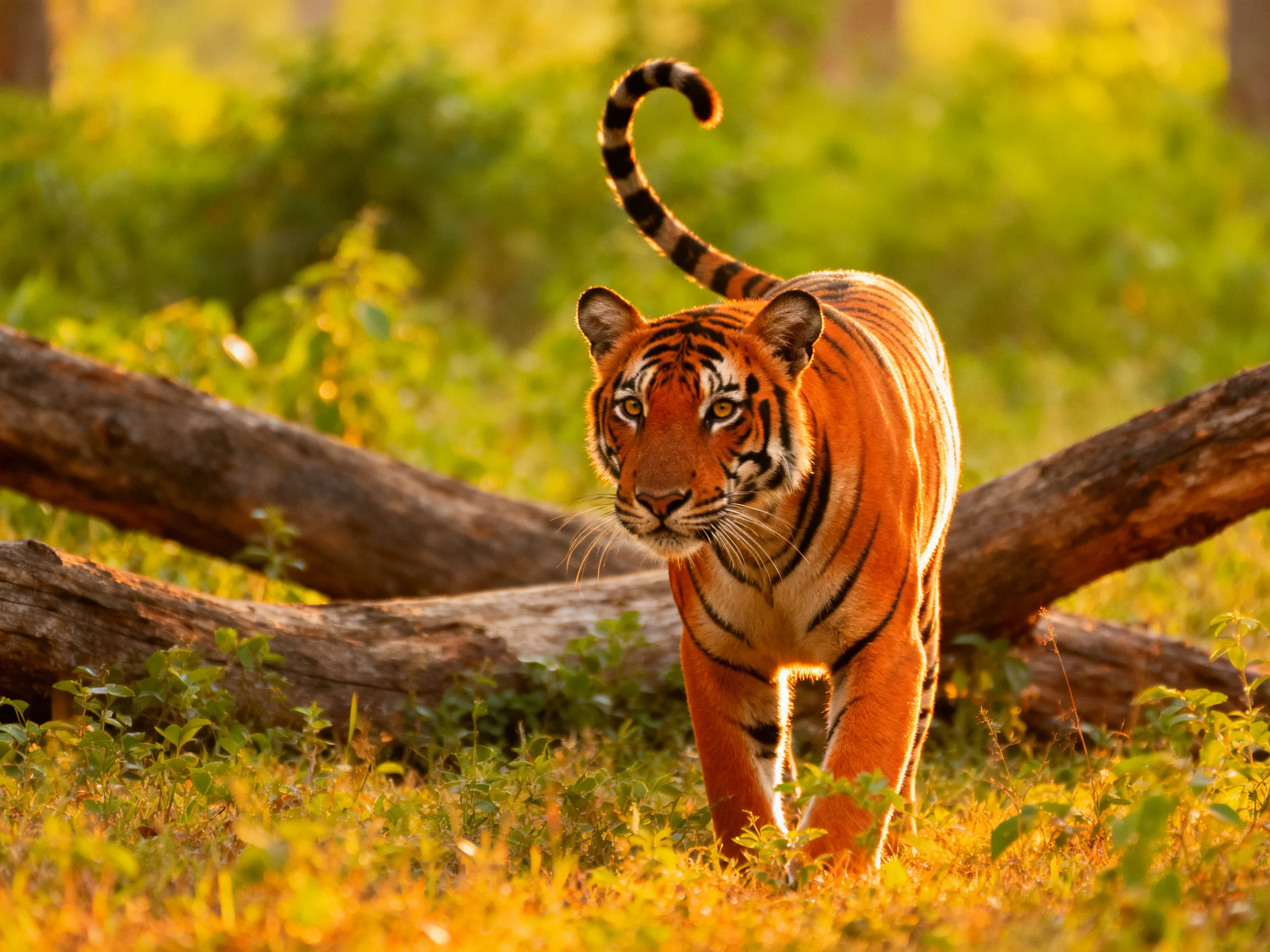 An orange tiger moves through a sunlit area with greenery and fallen logs