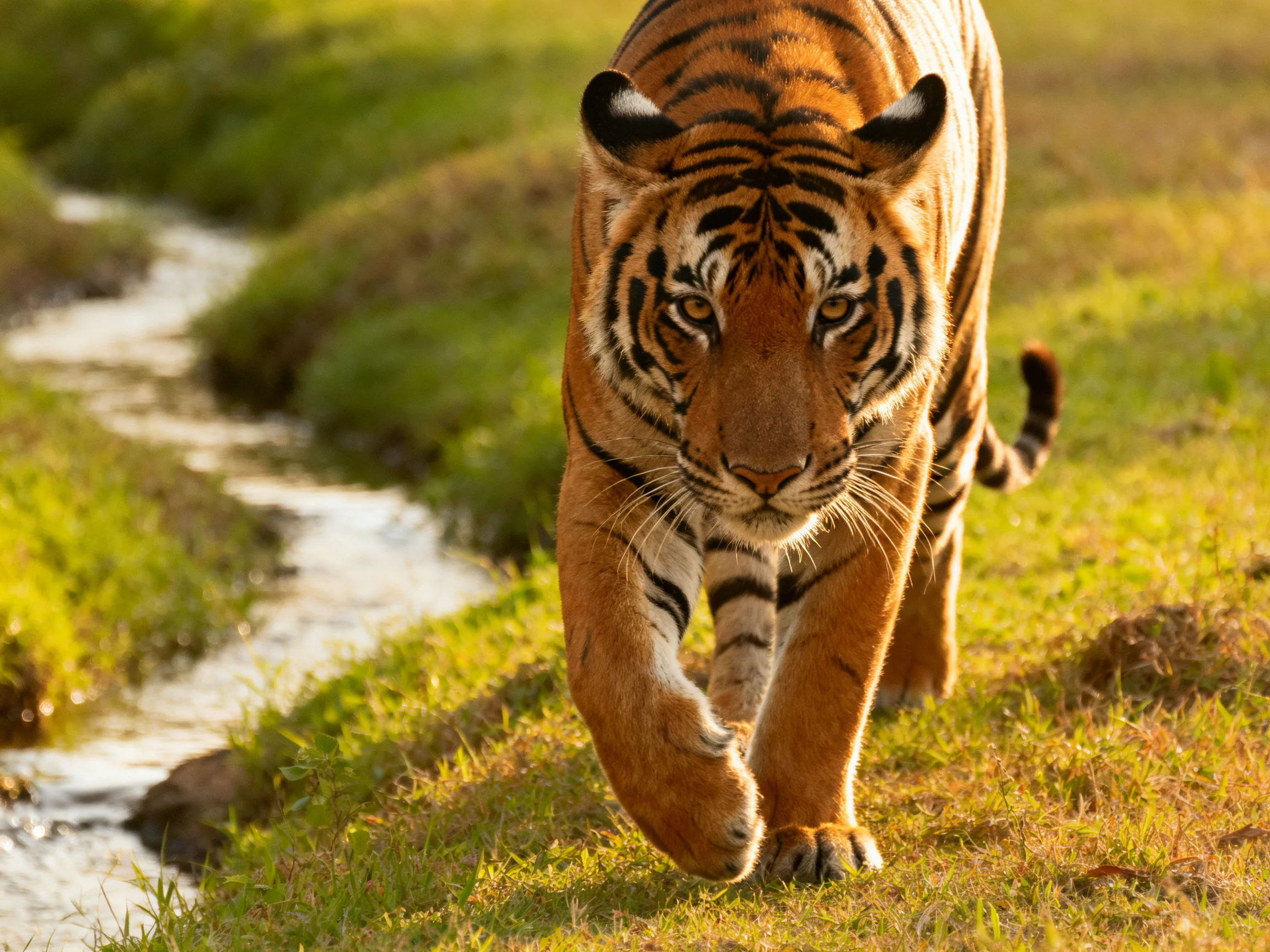 An orange tiger walks toward the viewer beside a narrow stream in bright daylight.