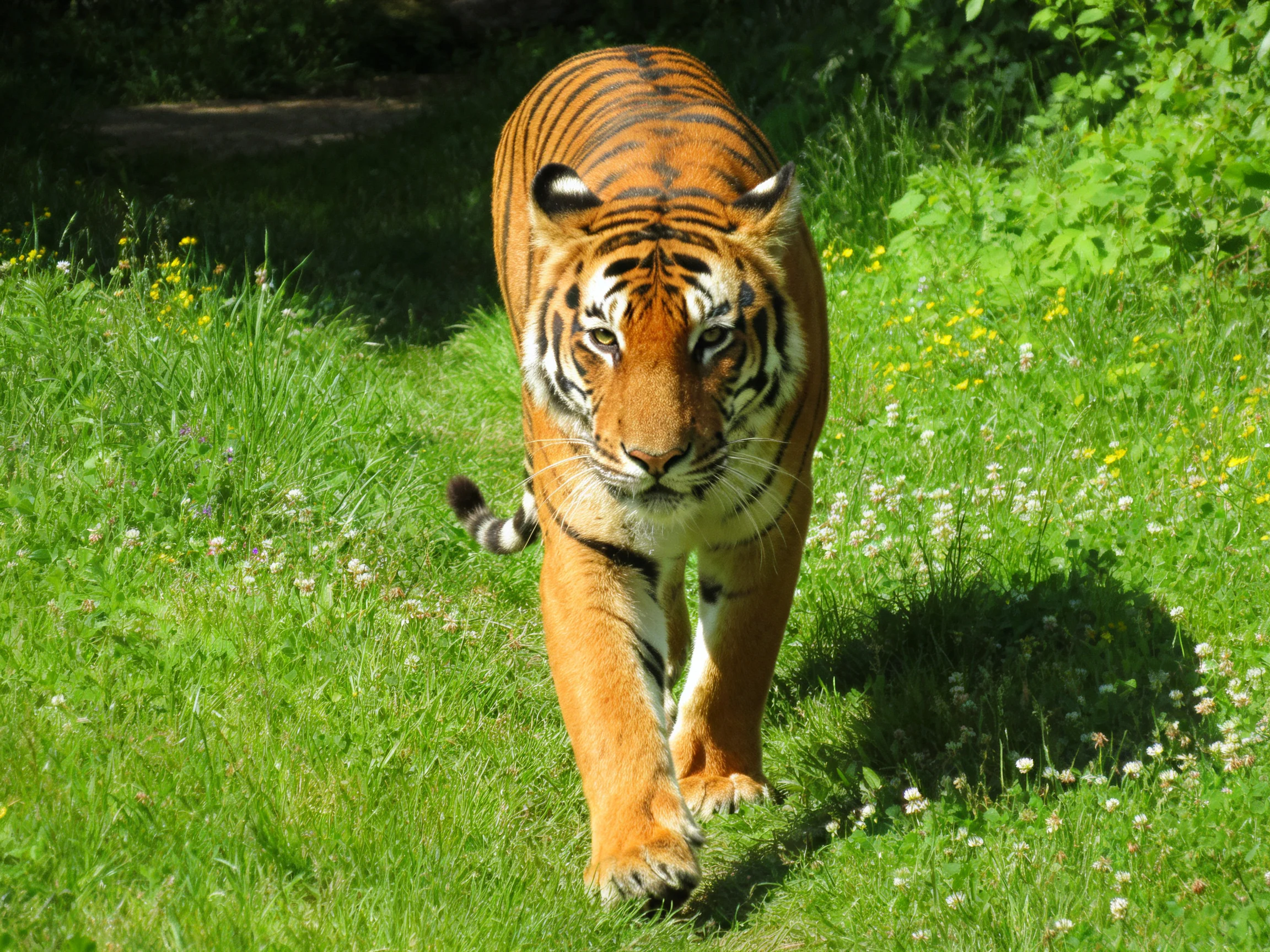 An orange tiger moves through a sunlit area of green grass and wildflowers