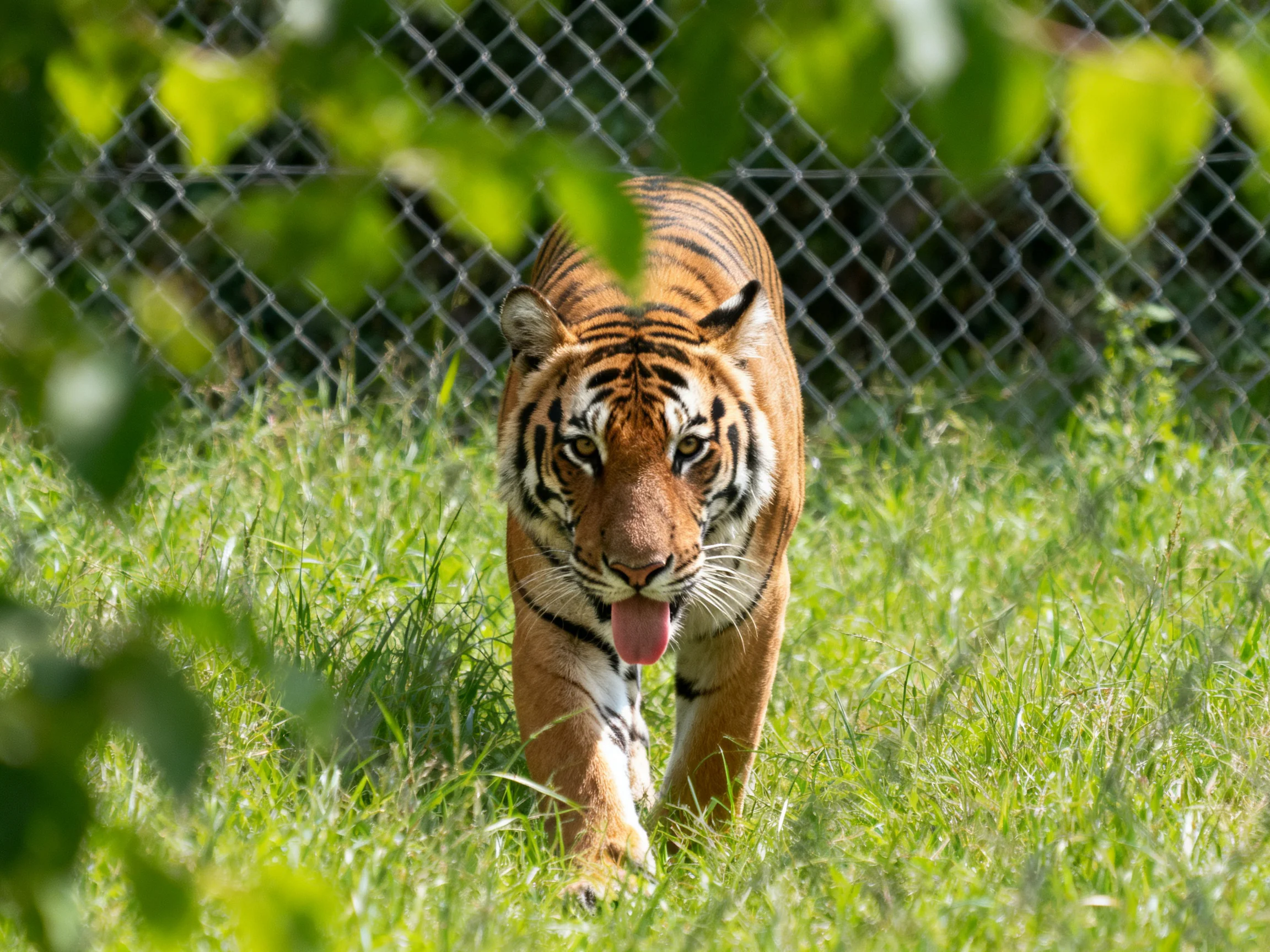 An orange tiger moves through tall green grass beside a chain-link fence.