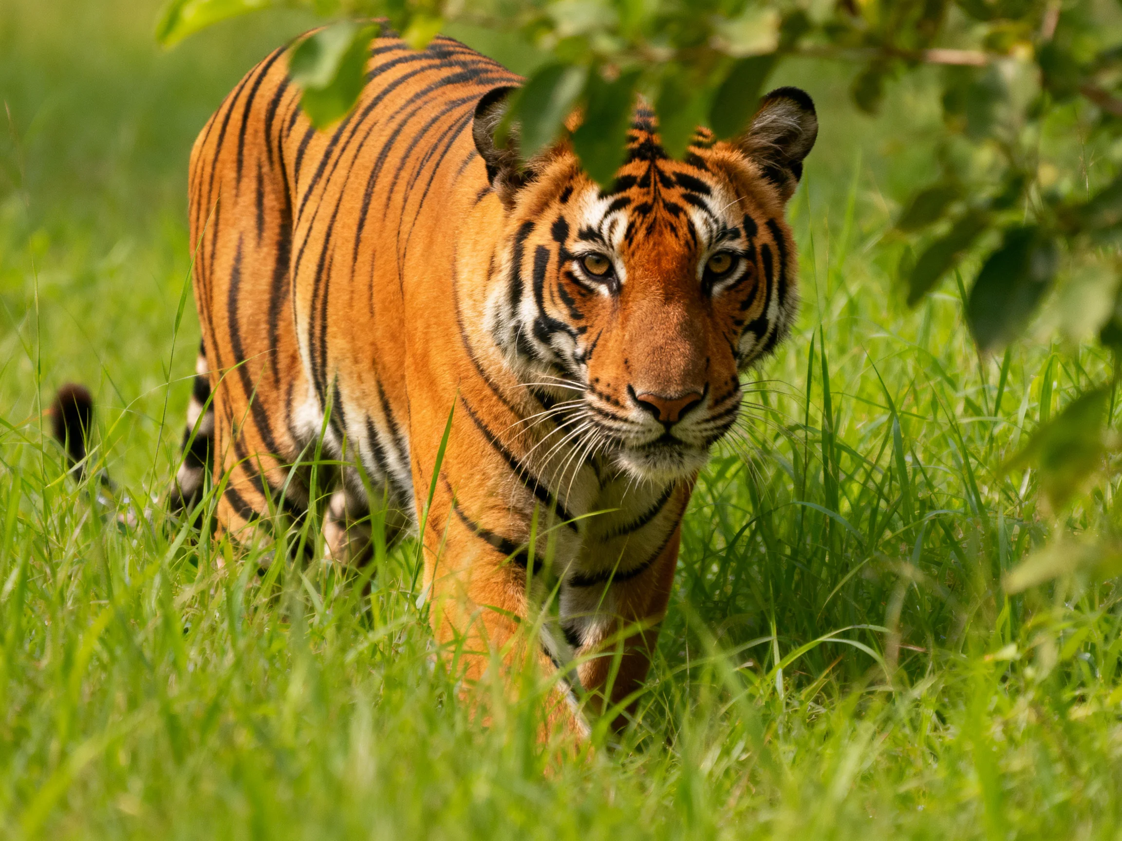 A tiger with black stripes roams through lush greenery.