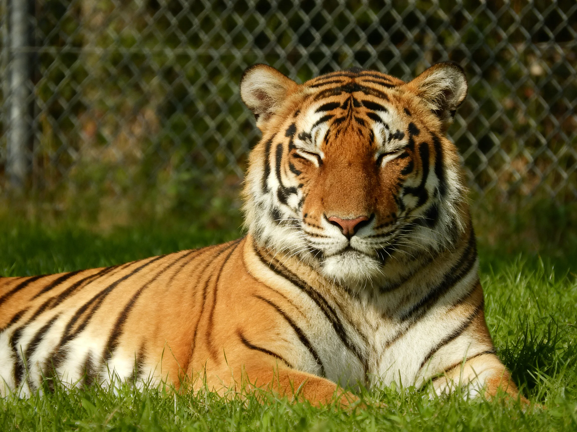 An orange tiger with black stripes relaxes on green grass near a chain-link fence