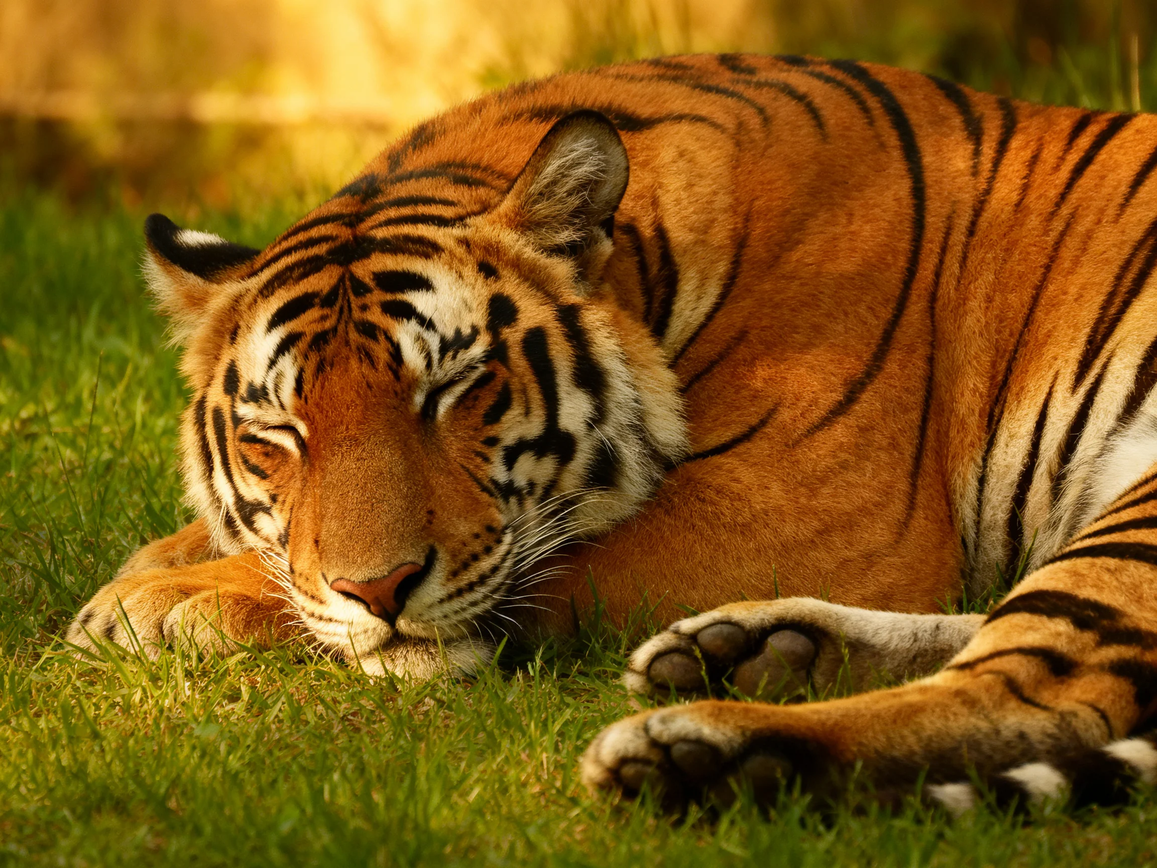 An orange tiger sleeps peacefully on green grass
