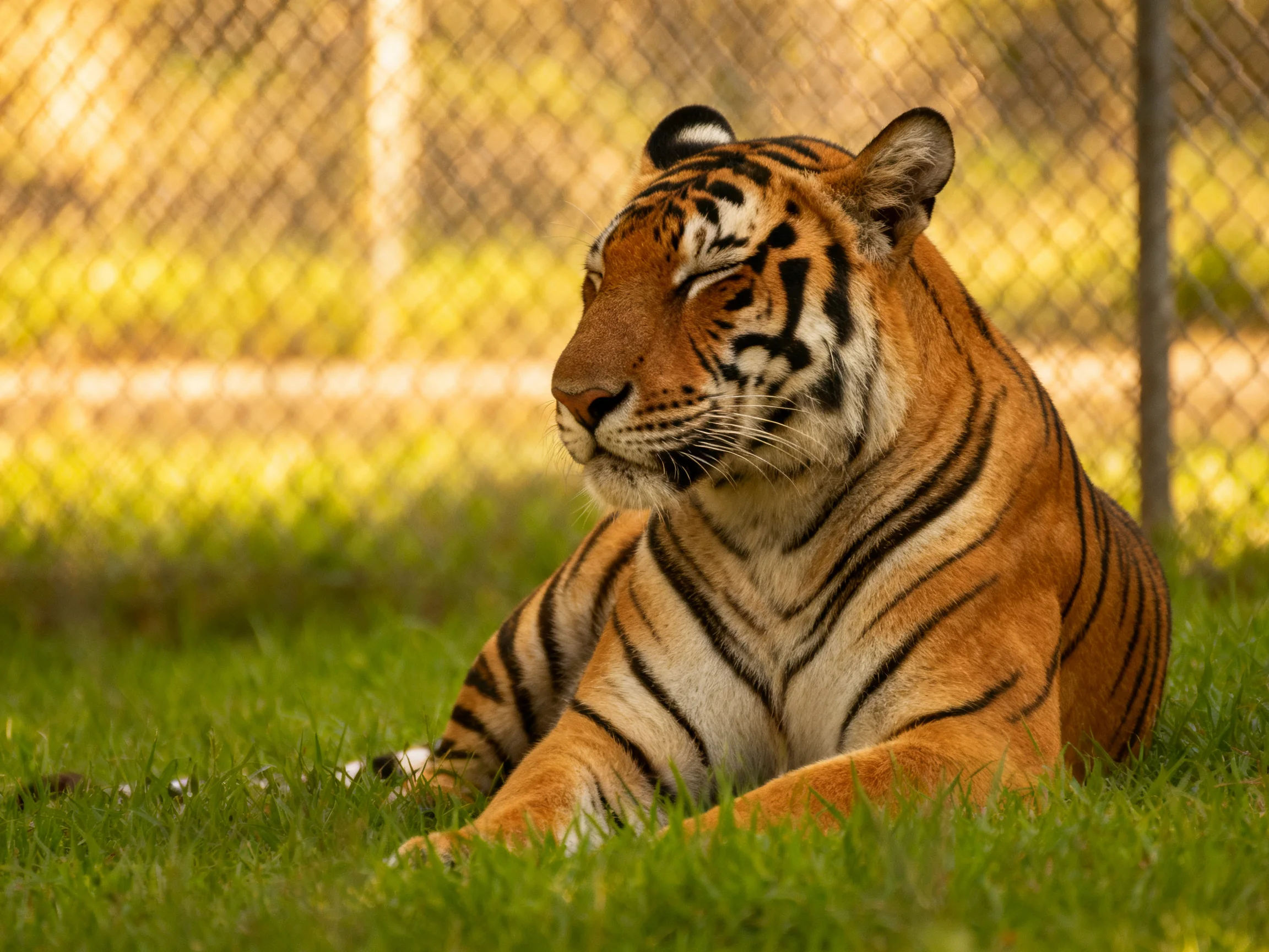 An orange tiger with black stripes relaxes on green grass near a chain-link fence.