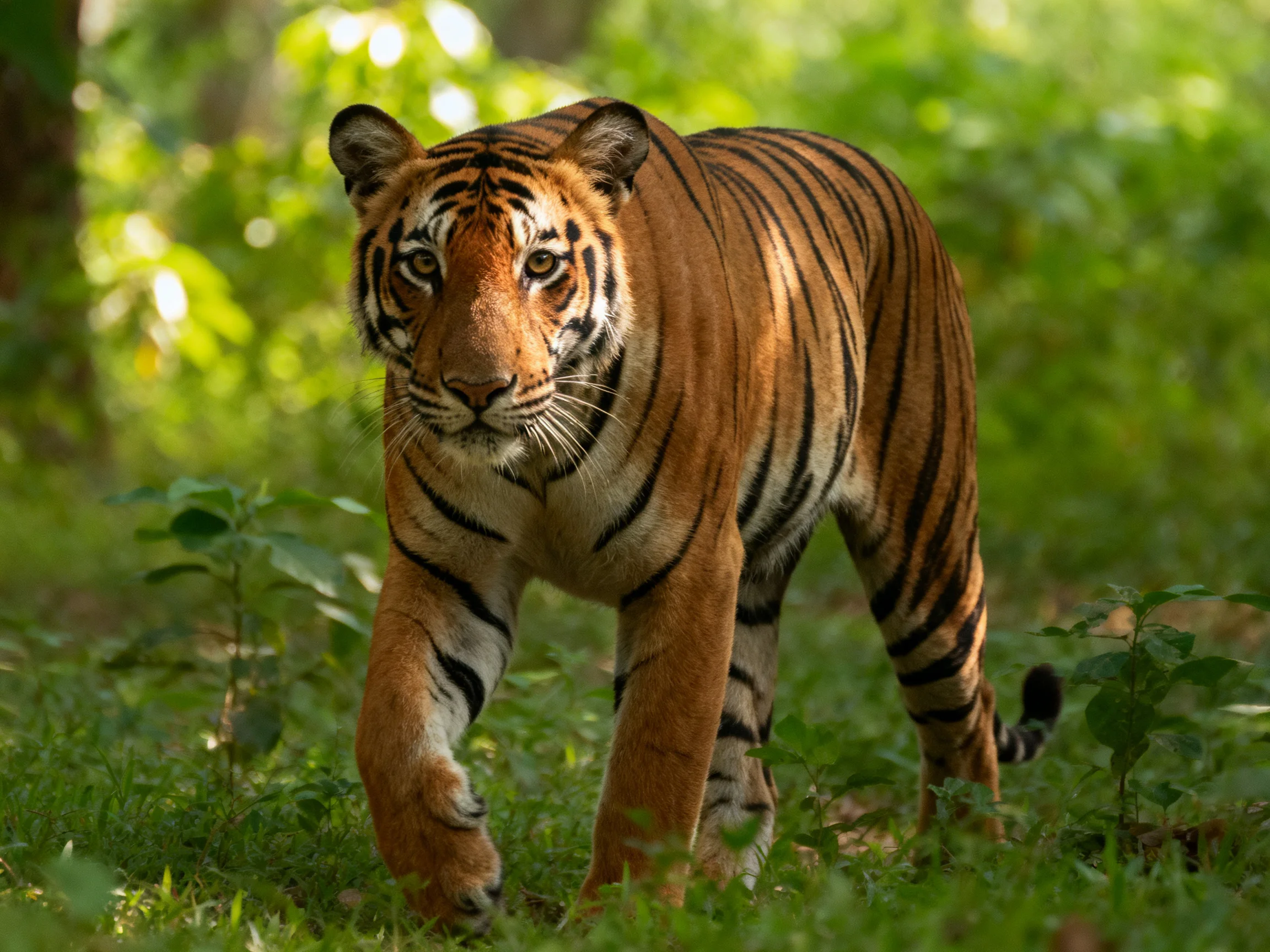 A majestic orange tiger with bold black stripes in a lush green forest
