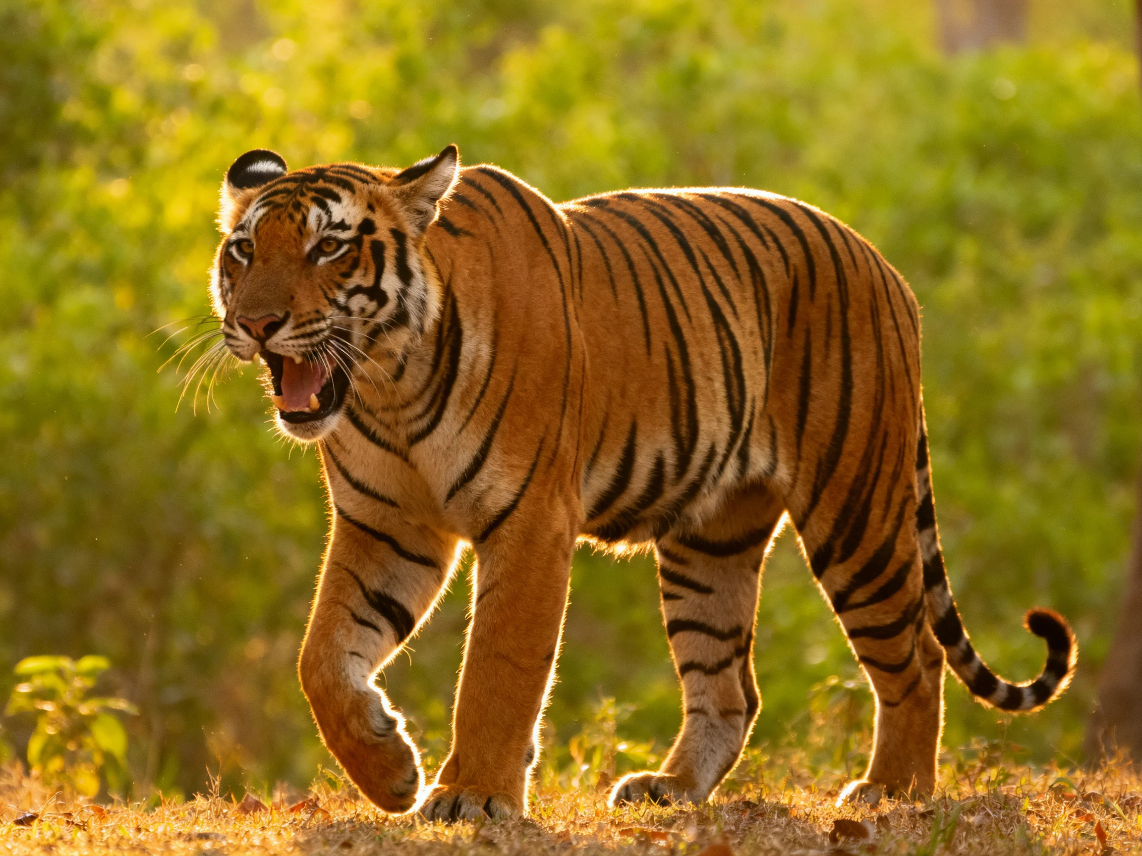 A majestic orange tiger with bold black stripes in a sunlit forest