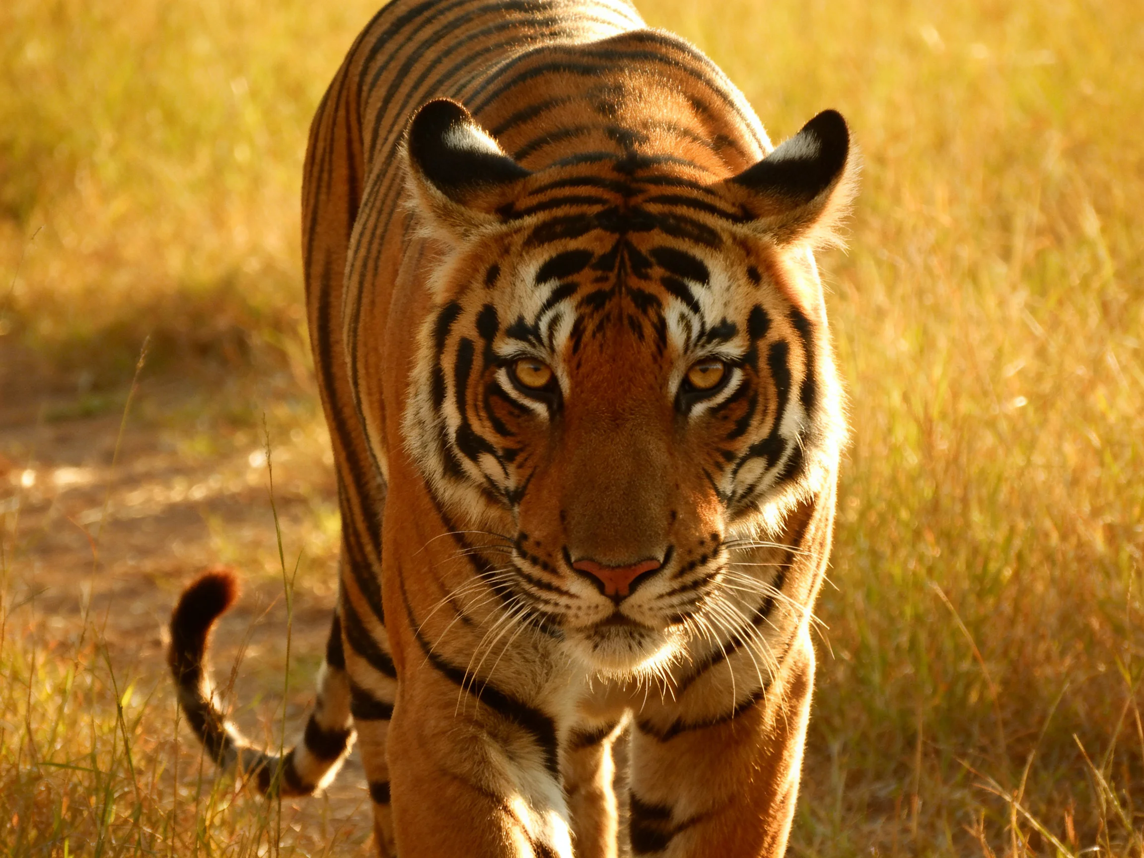 A majestic orange tiger with bold black stripes in golden grass