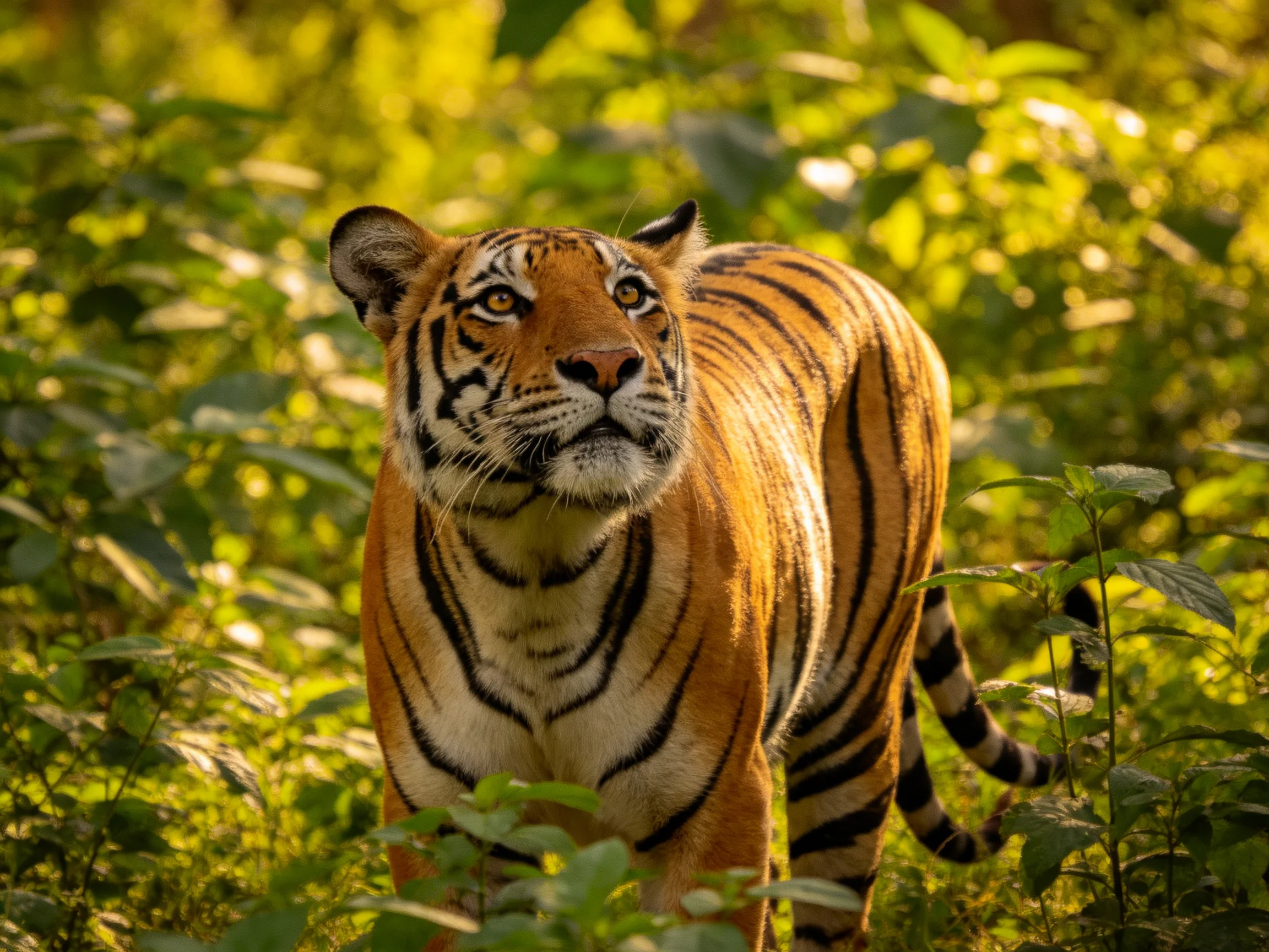 An orange tiger with bold black stripes moves through dense greenery.
