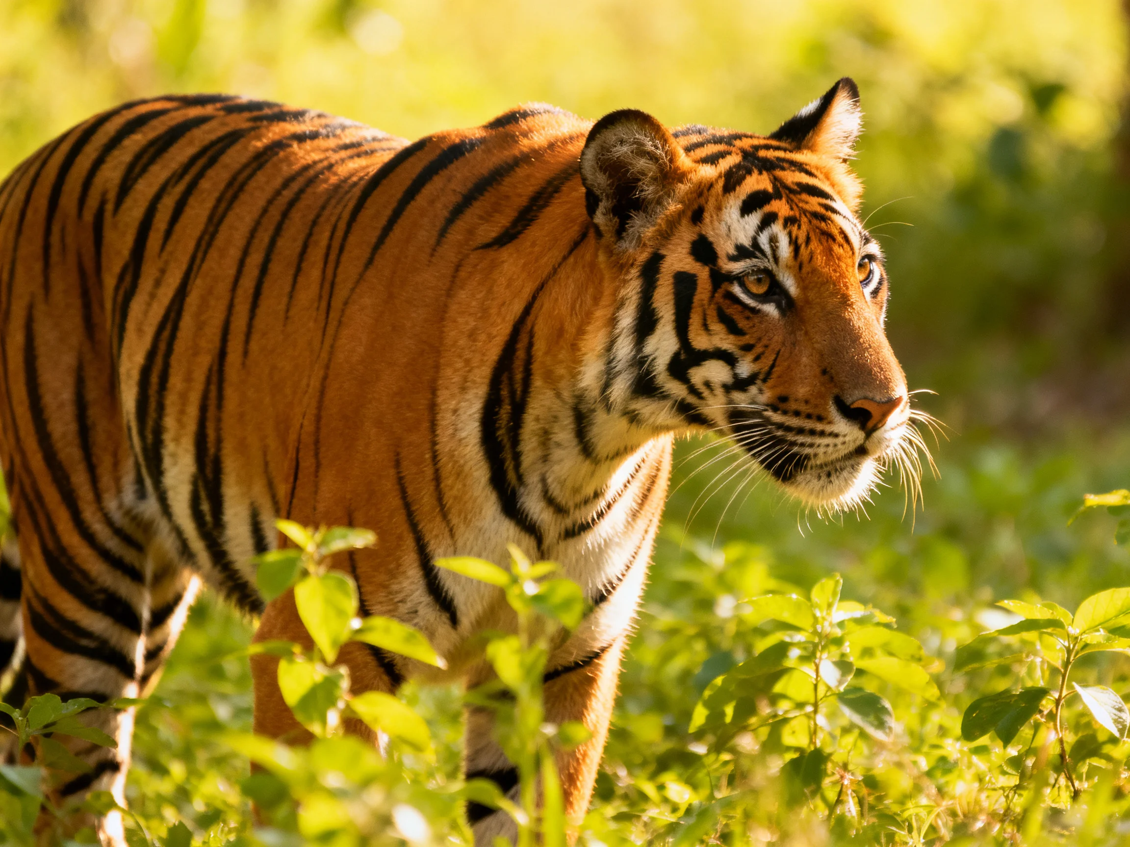 A majestic orange tiger with bold black stripes in lush greenery