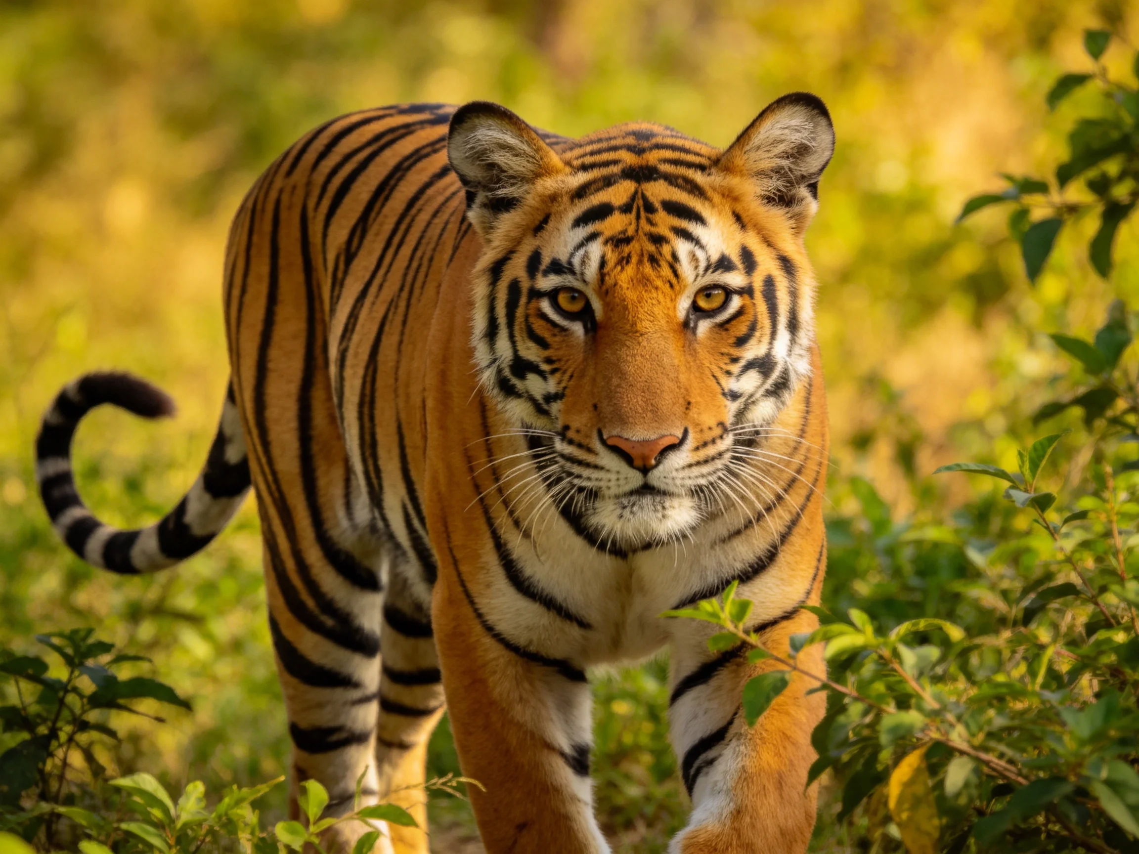 A majestic orange tiger with bold black stripes in sun-dappled greenery