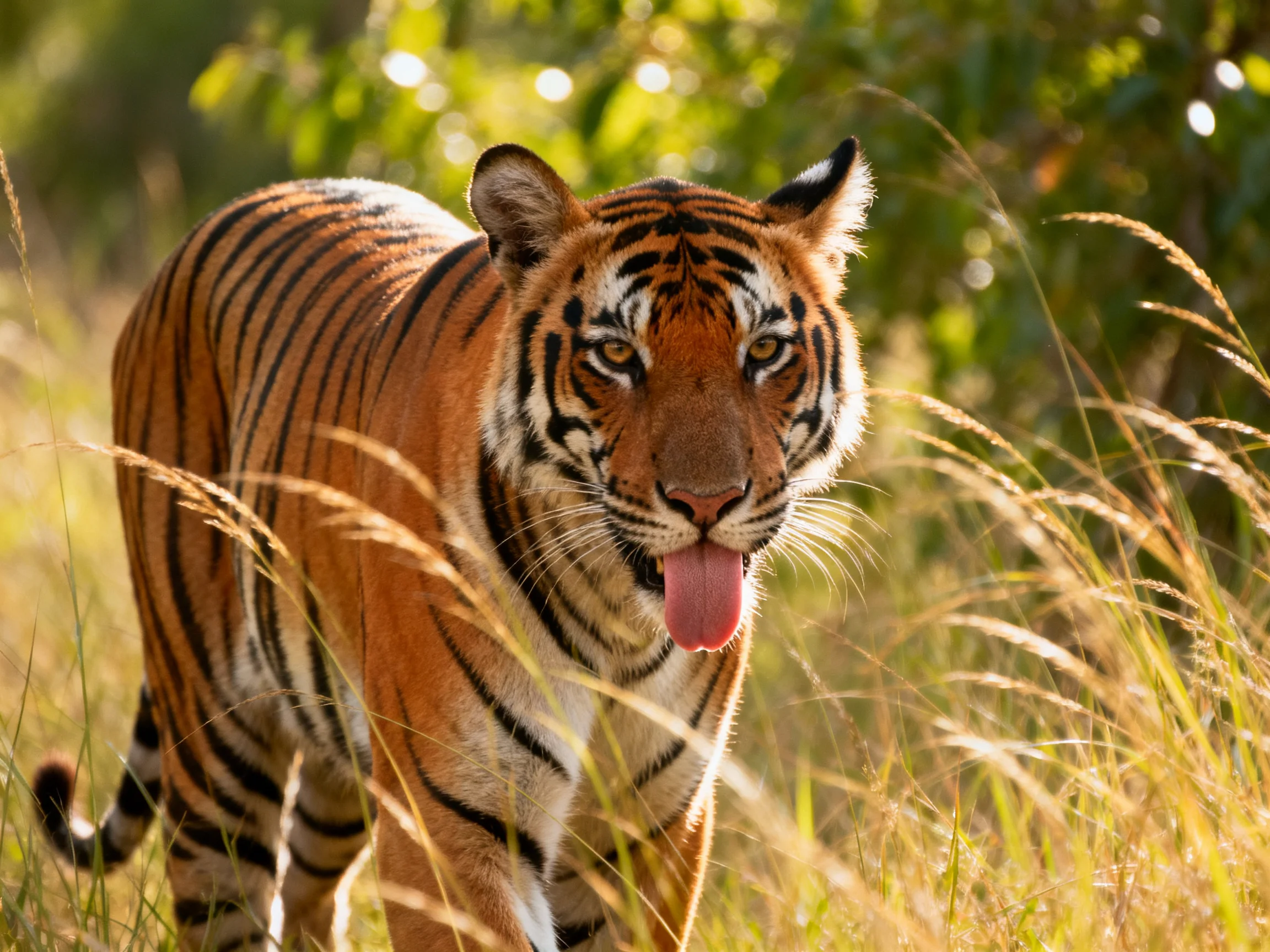 A majestic orange tiger with bold black stripes in tall golden grass