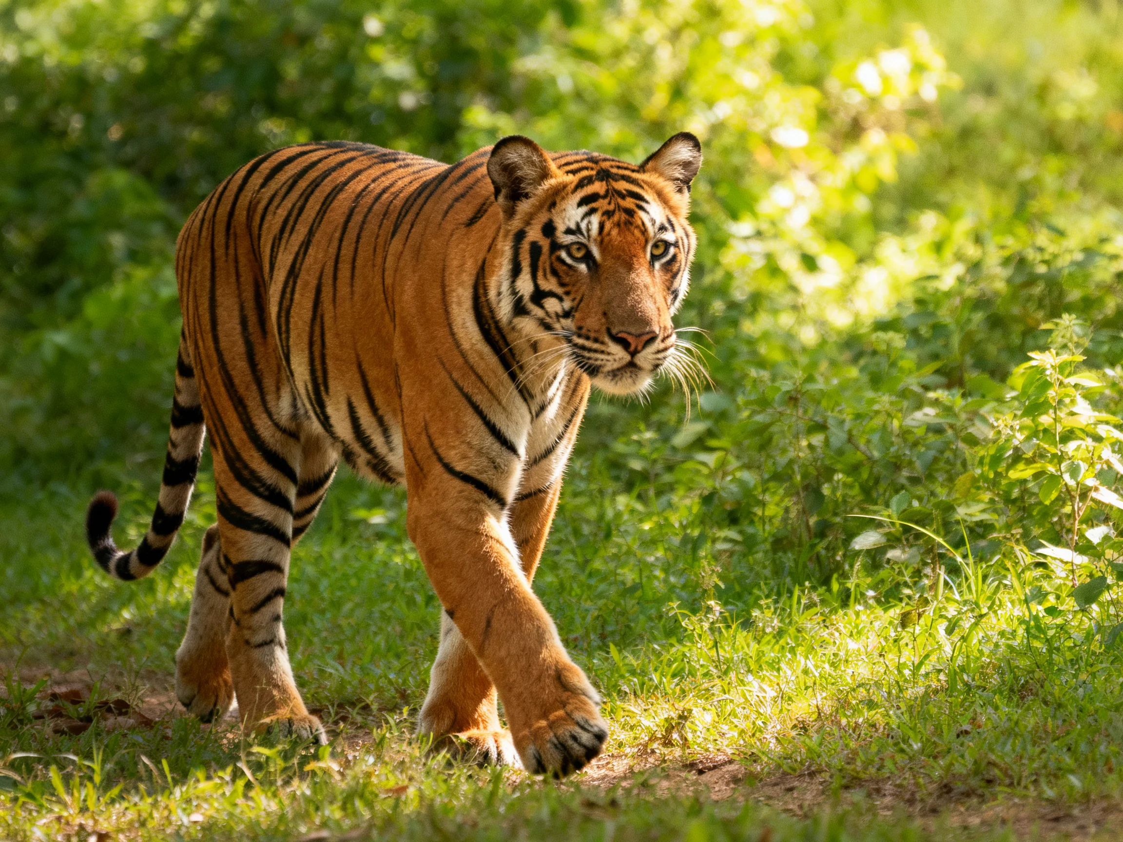 A majestic orange tiger with bold black stripes moving through lush greenery