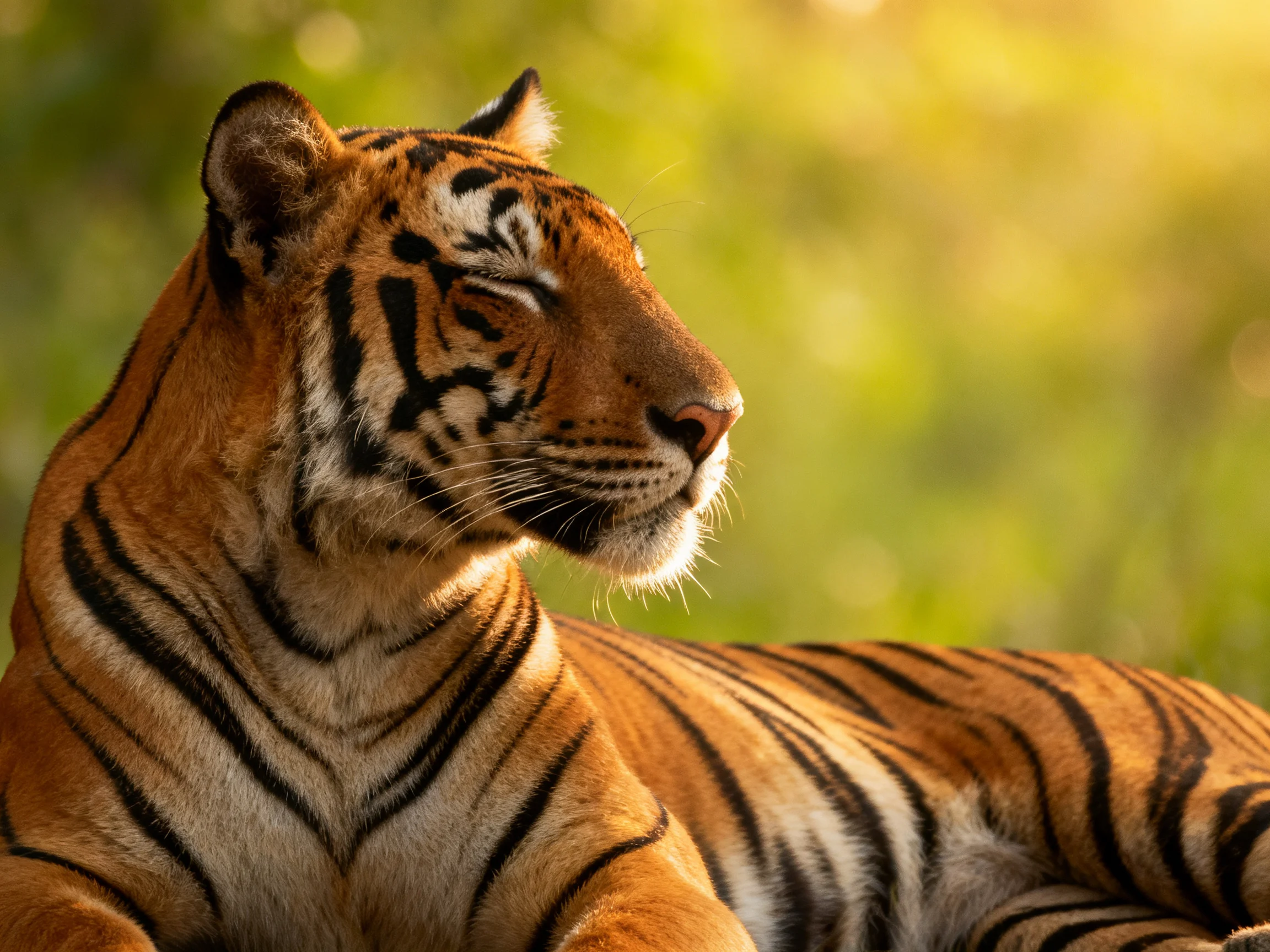A majestic orange tiger with bold black stripes rests in warm sunlight