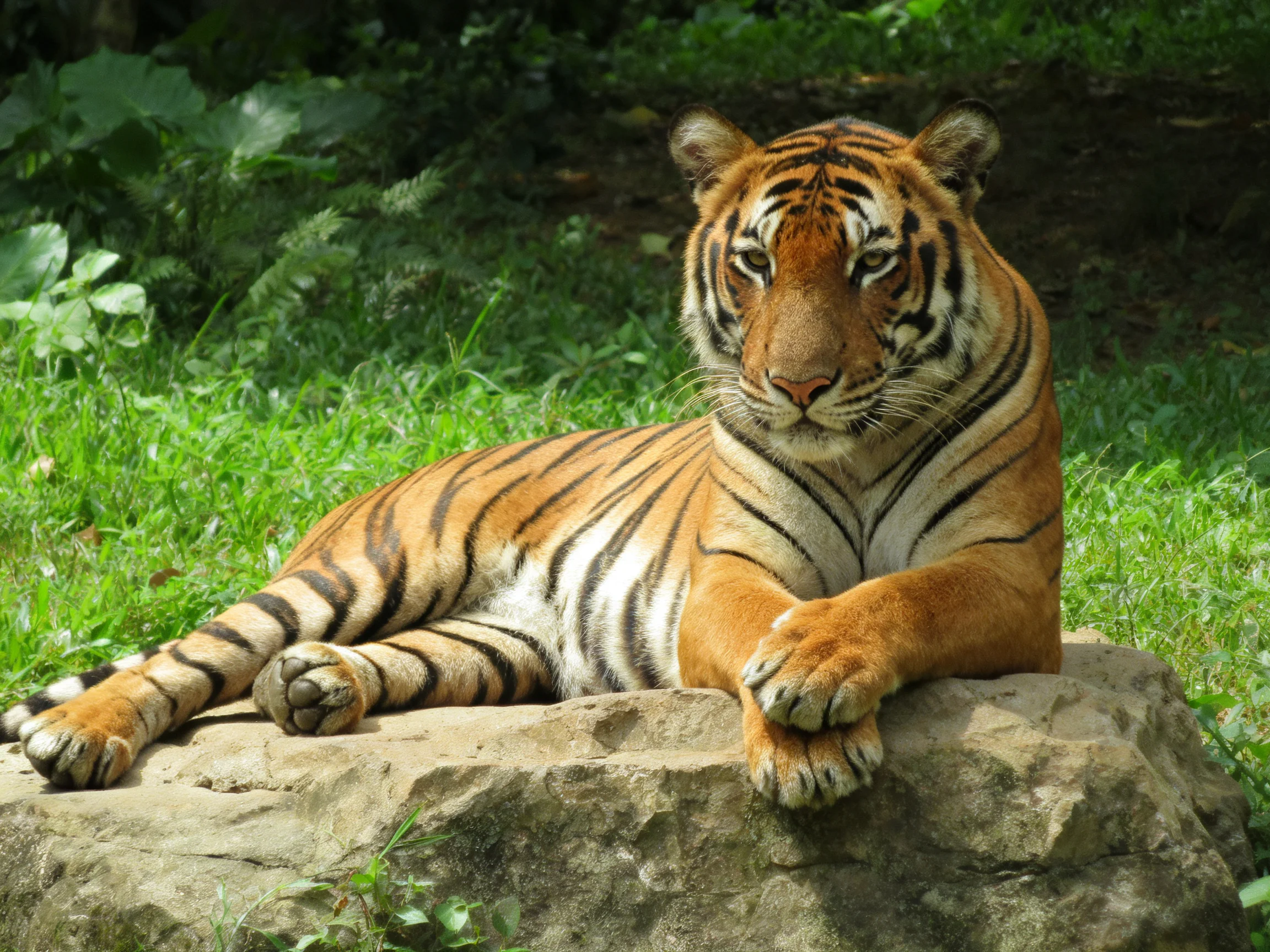 A majestic orange tiger with bold black stripes rests on a large rock amid lush greenery