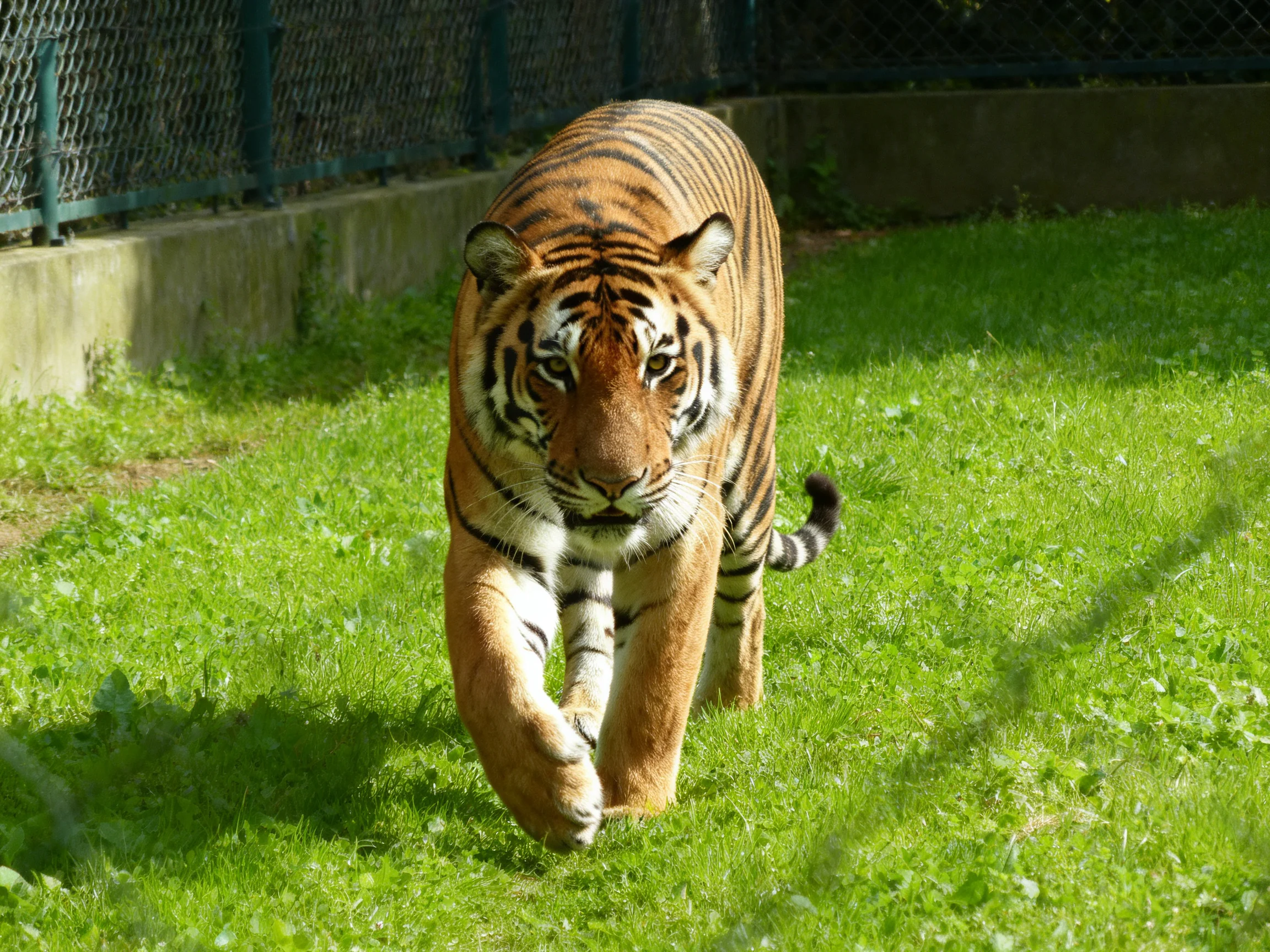 A majestic orange tiger with bold black stripes walking on lush green grass
