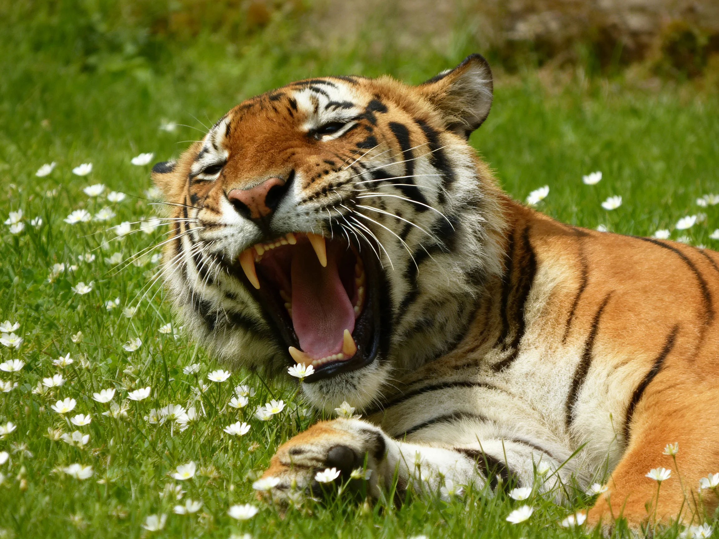 A majestic orange tiger yawns among white flowers in lush green grass