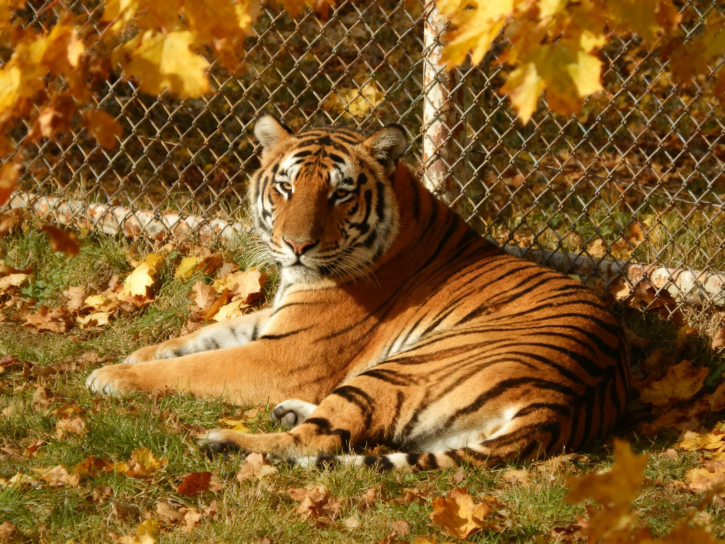 A tiger relaxes on grass amid autumn leaves near a chain-link fence