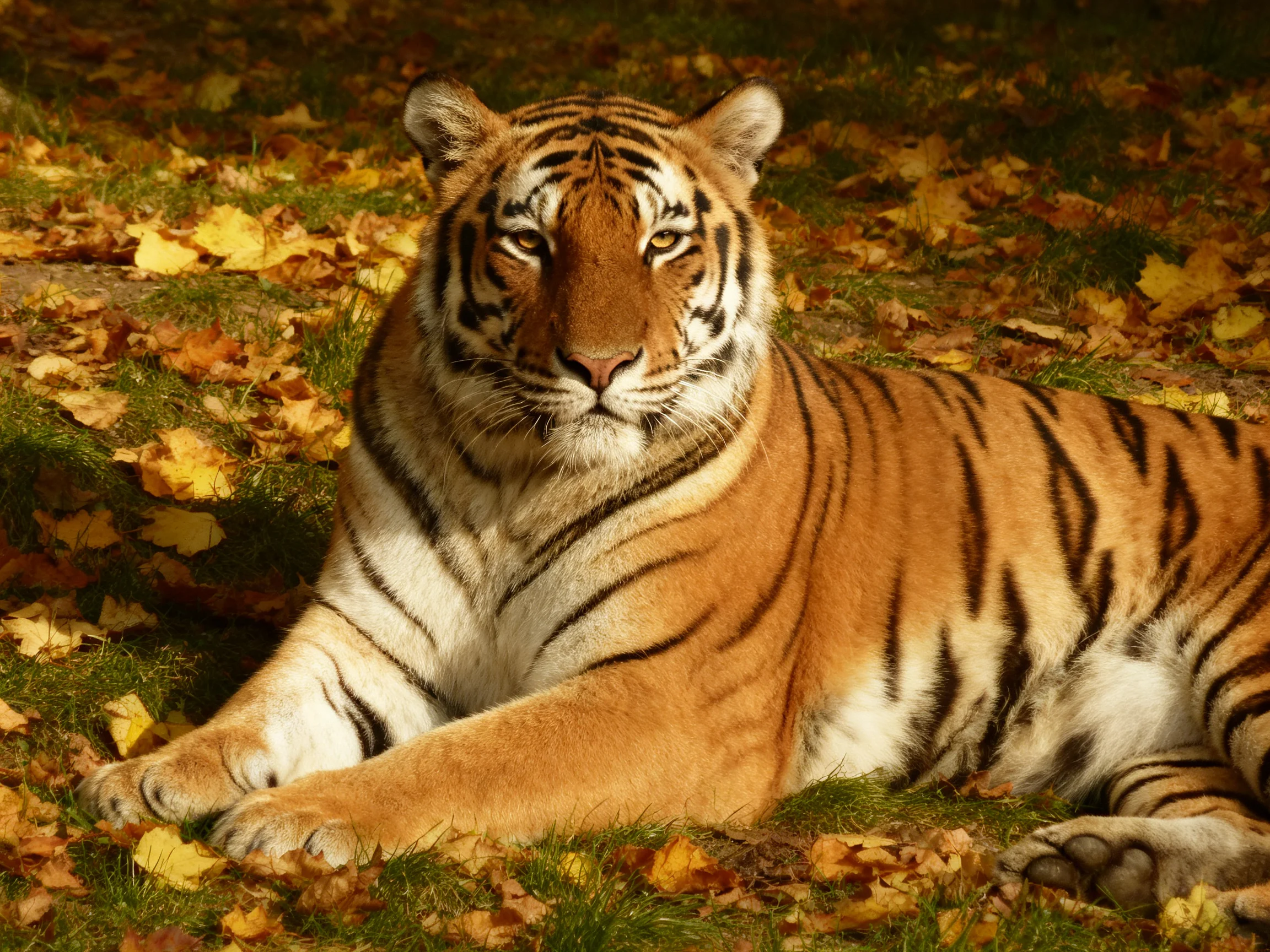A tiger lies calmly among autumn foliage in a sunlit environment.