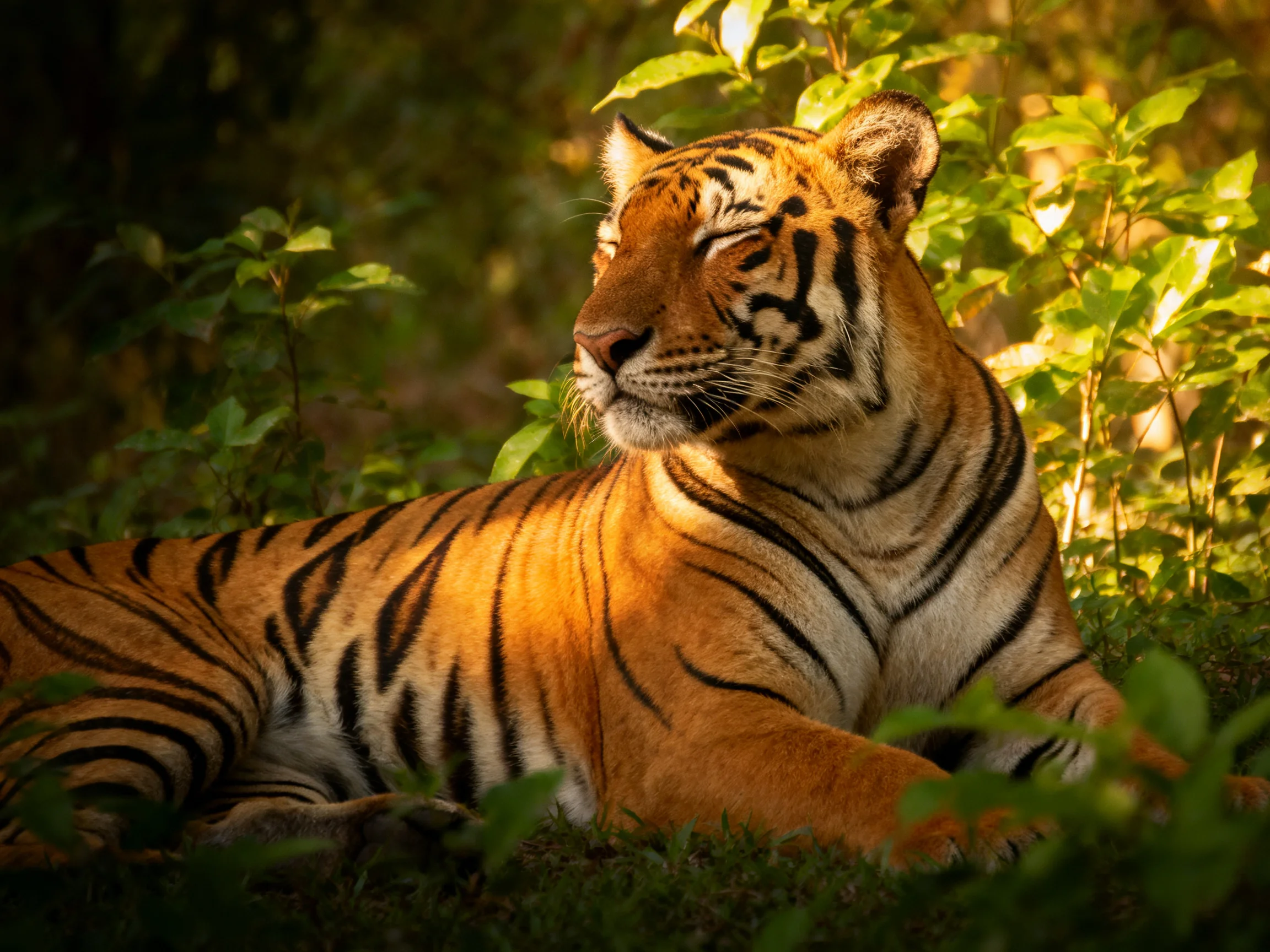 A tiger relaxes among greenery in a sunlit natural setting.