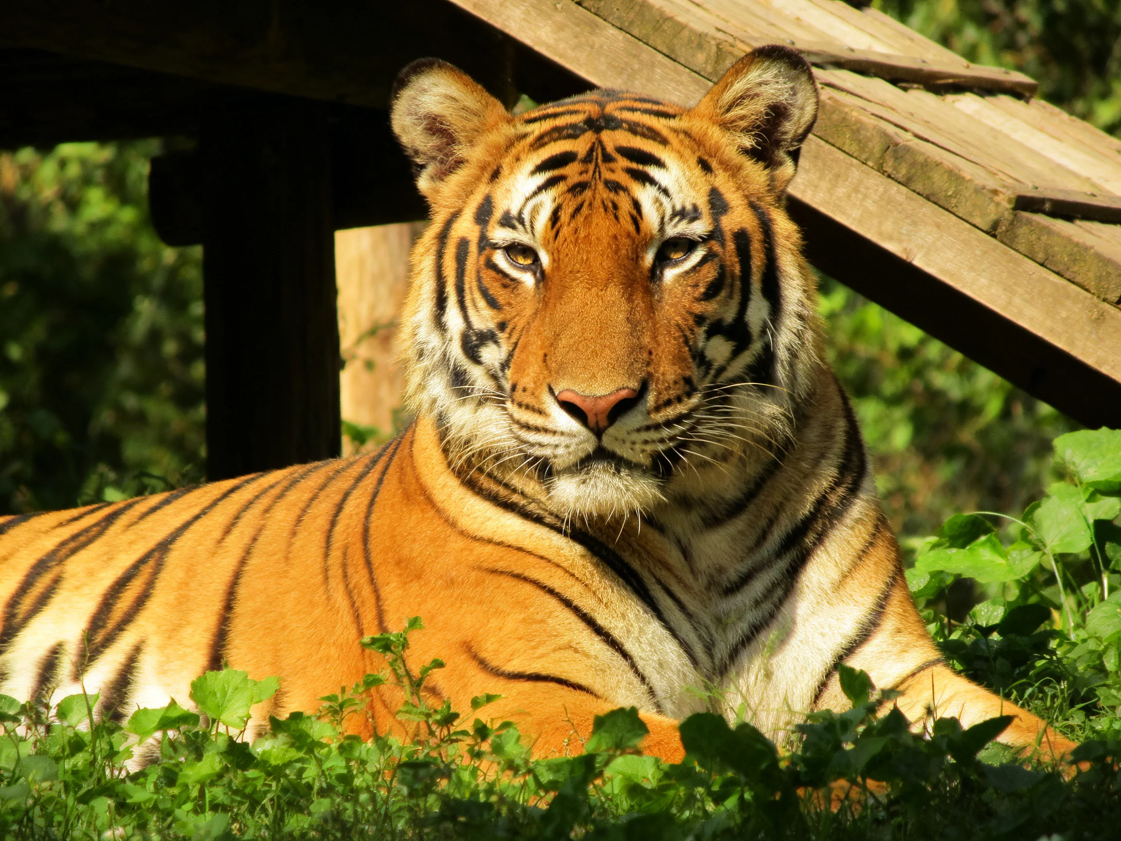 A tiger lies calmly among plants and wooden structures in bright daylight.