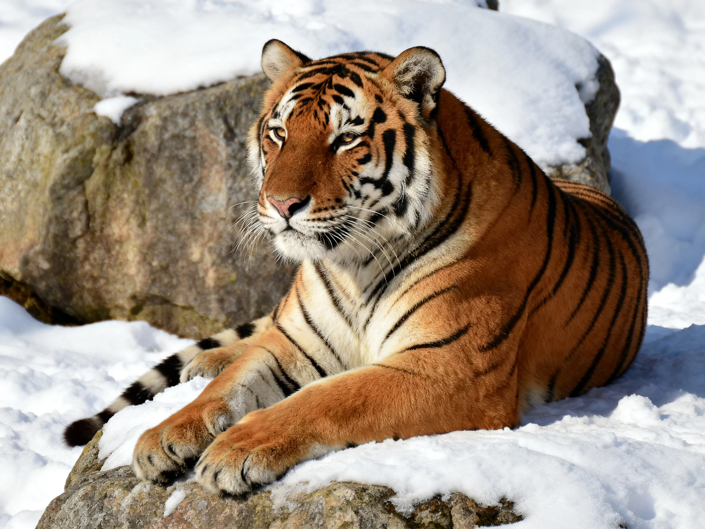 A tiger relaxes on snow-covered rocks in a wintry landscape.