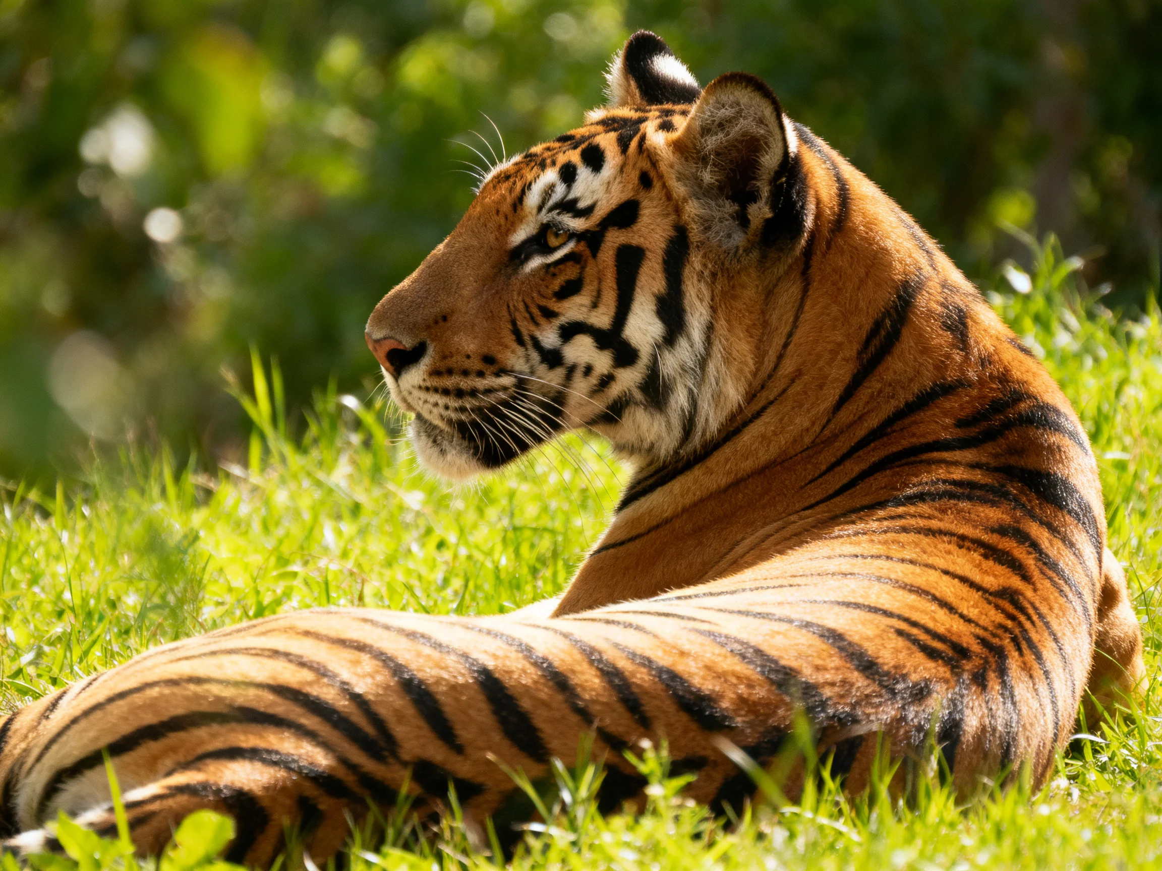 A tiger relaxes on lush green grass in a sunlit natural setting.