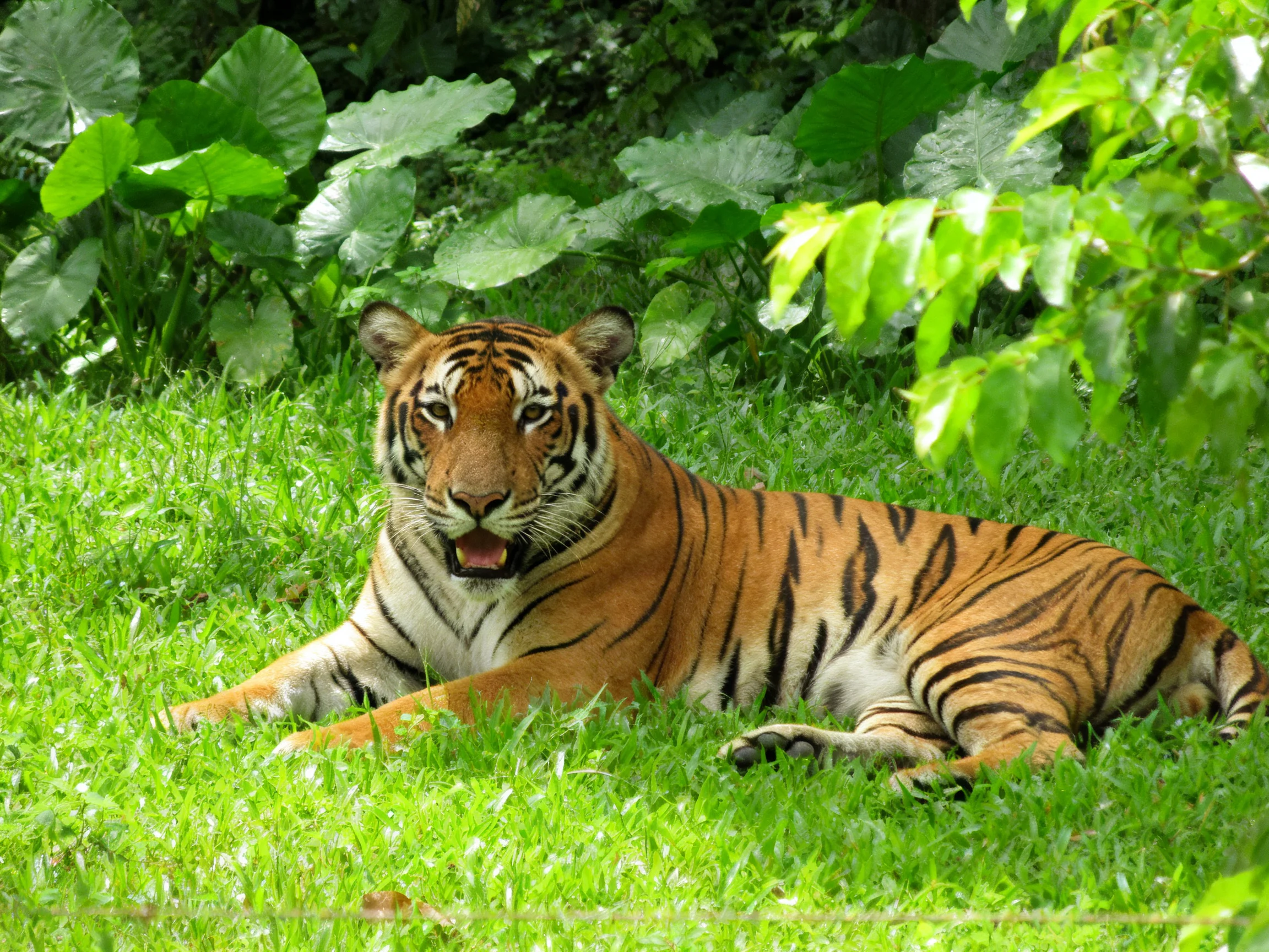 A tiger relaxes on bright green grass surrounded by dense plants.