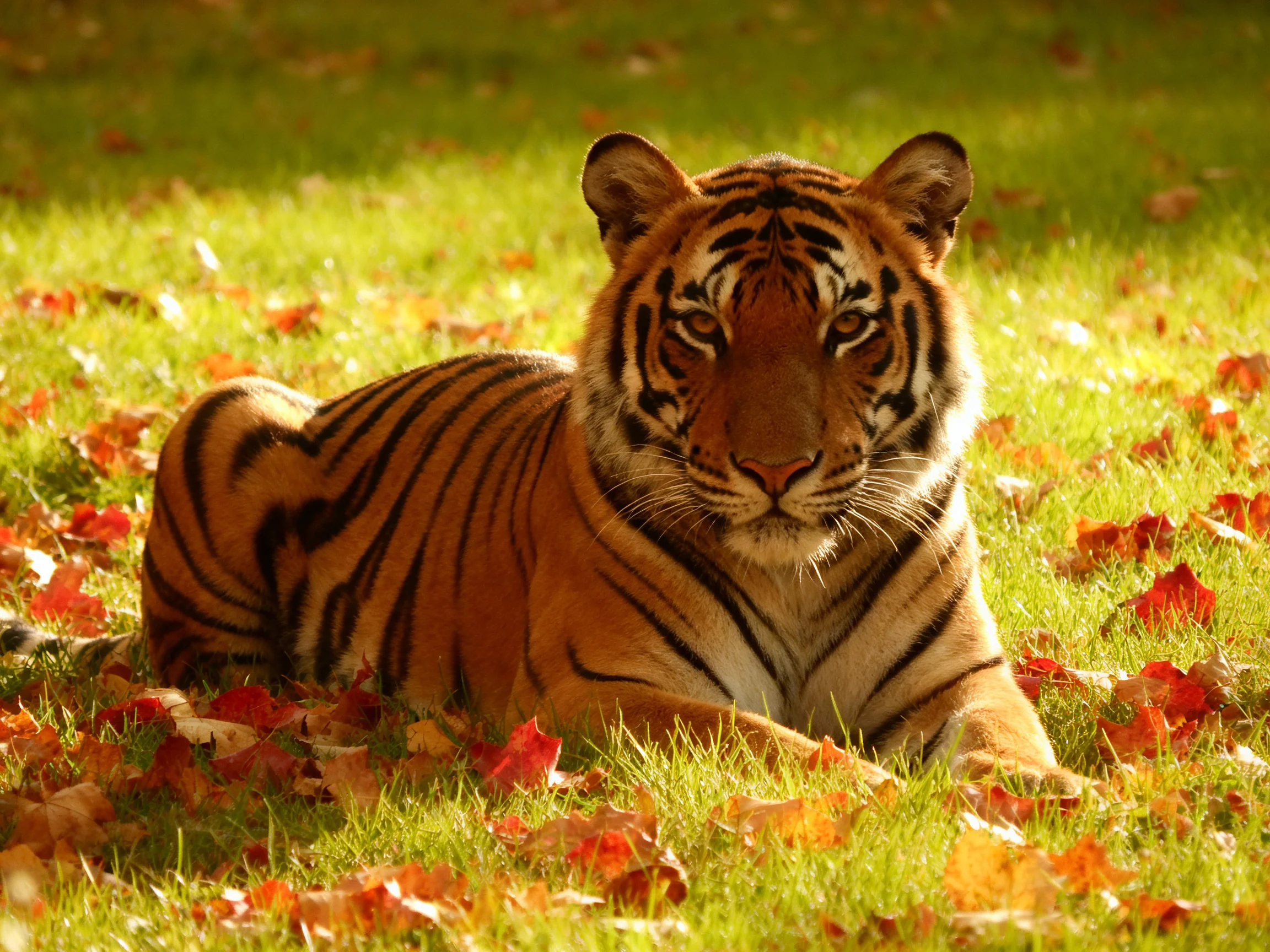 A tiger lies calmly among autumn leaves in a sunlit grassy area.