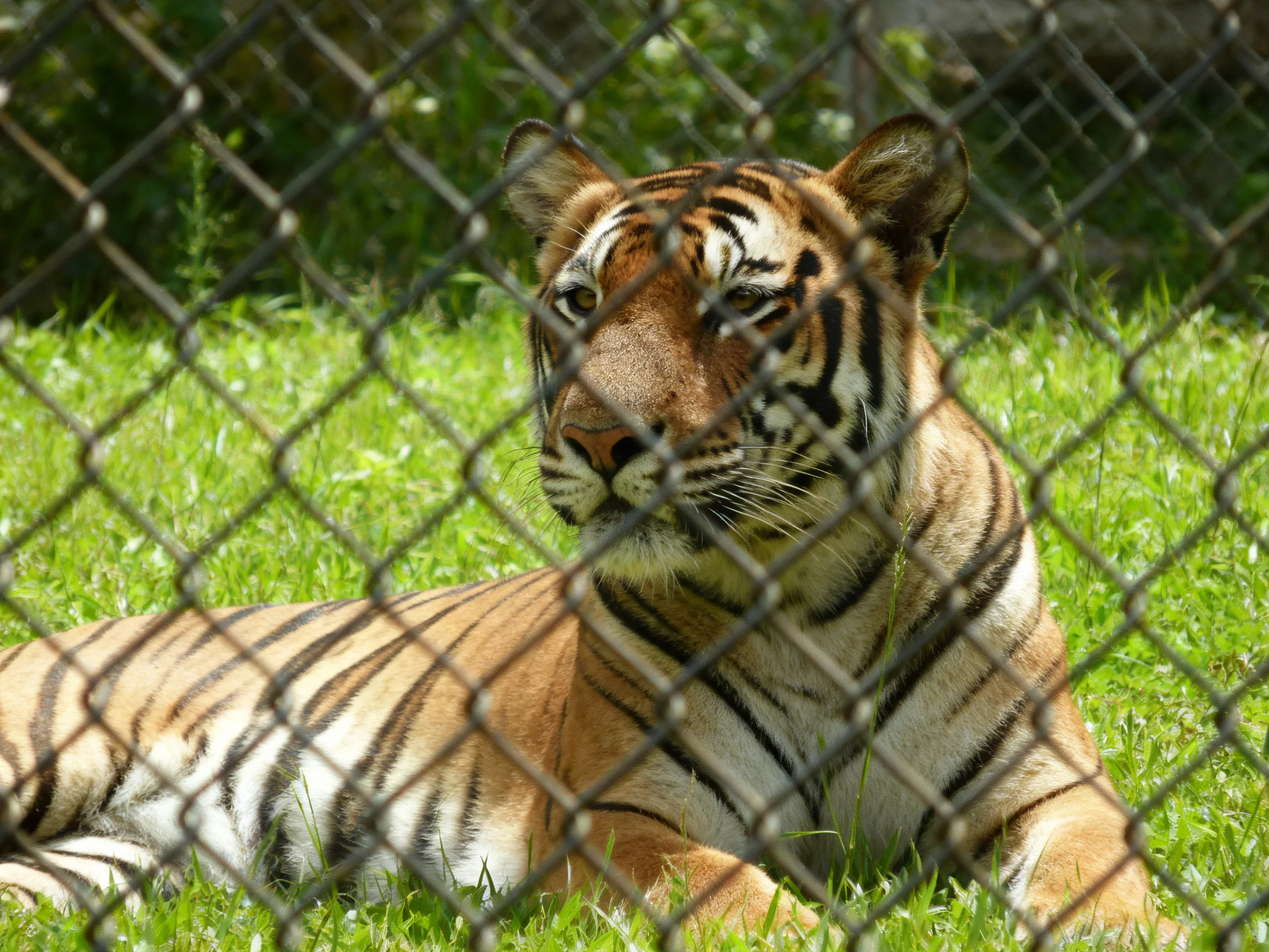 A tiger relaxes behind a chain-link fence in a grassy enclosure.