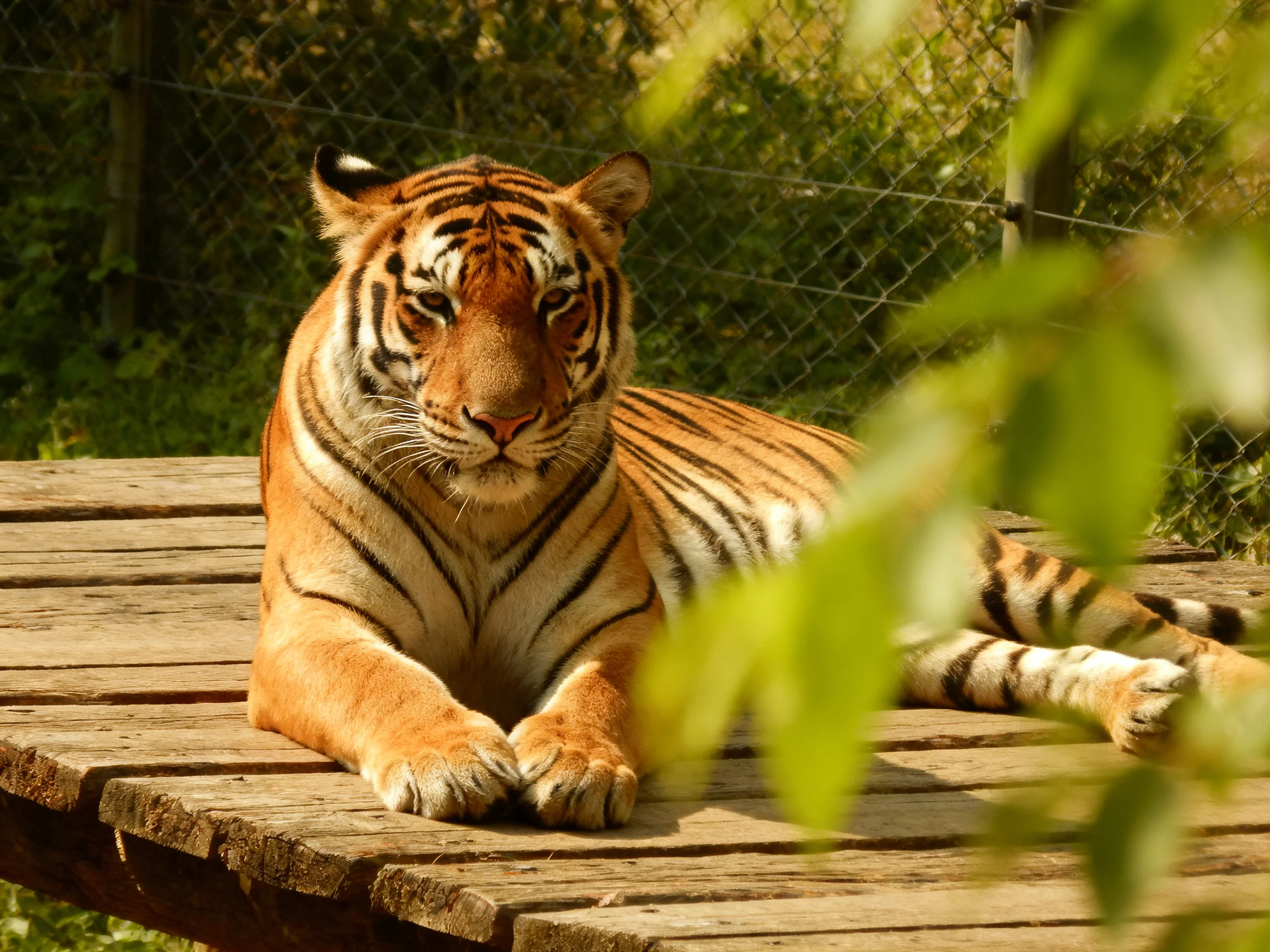 A tiger lies calmly on a wooden structure surrounded by greenery.
