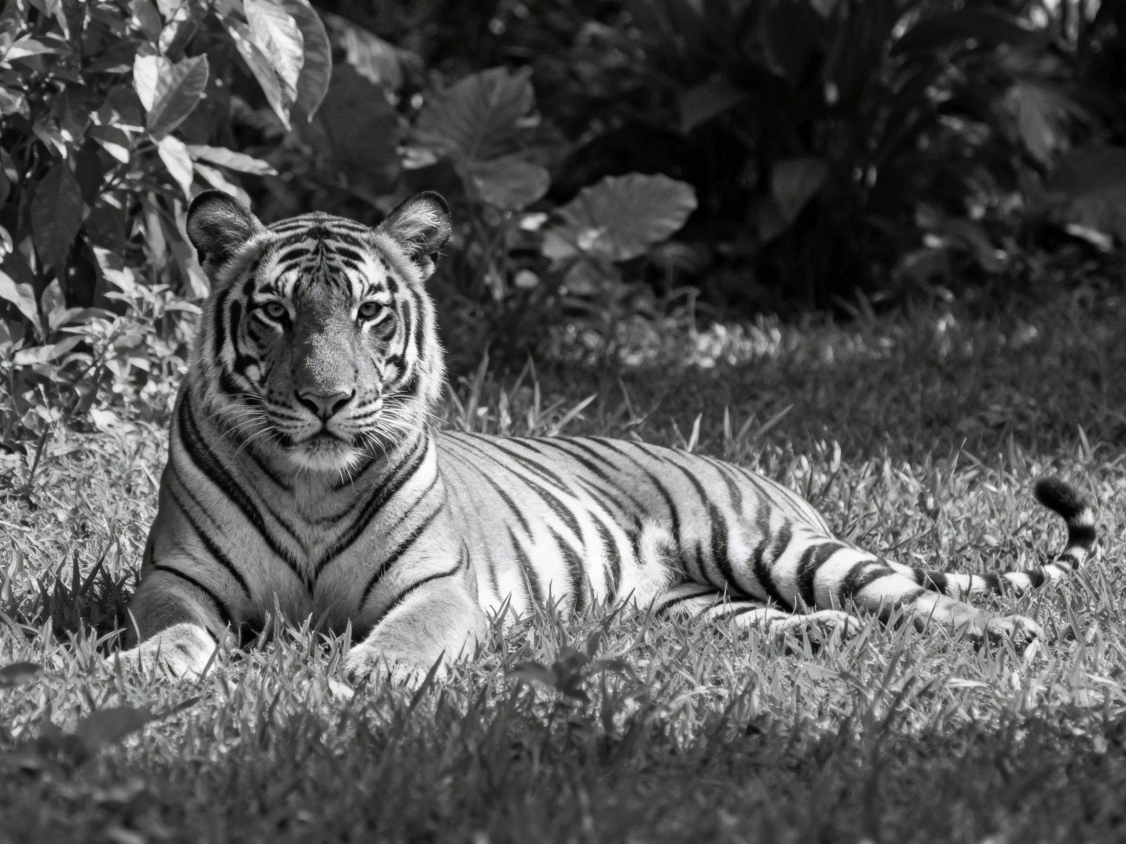 A tiger rests calmly on grass surrounded by foliage in a black and white image.