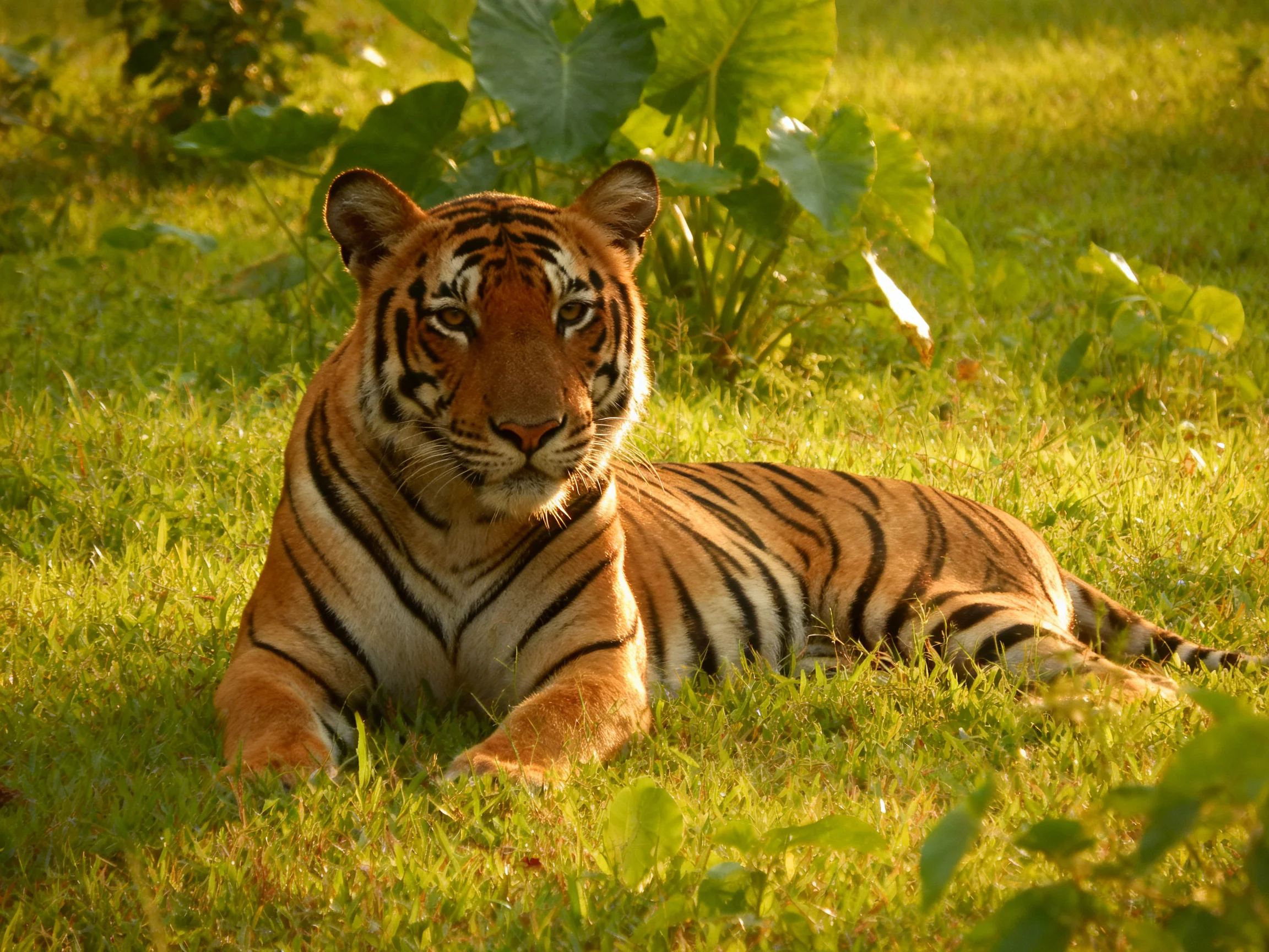 A tiger lies calmly on green grass surrounded by foliage.