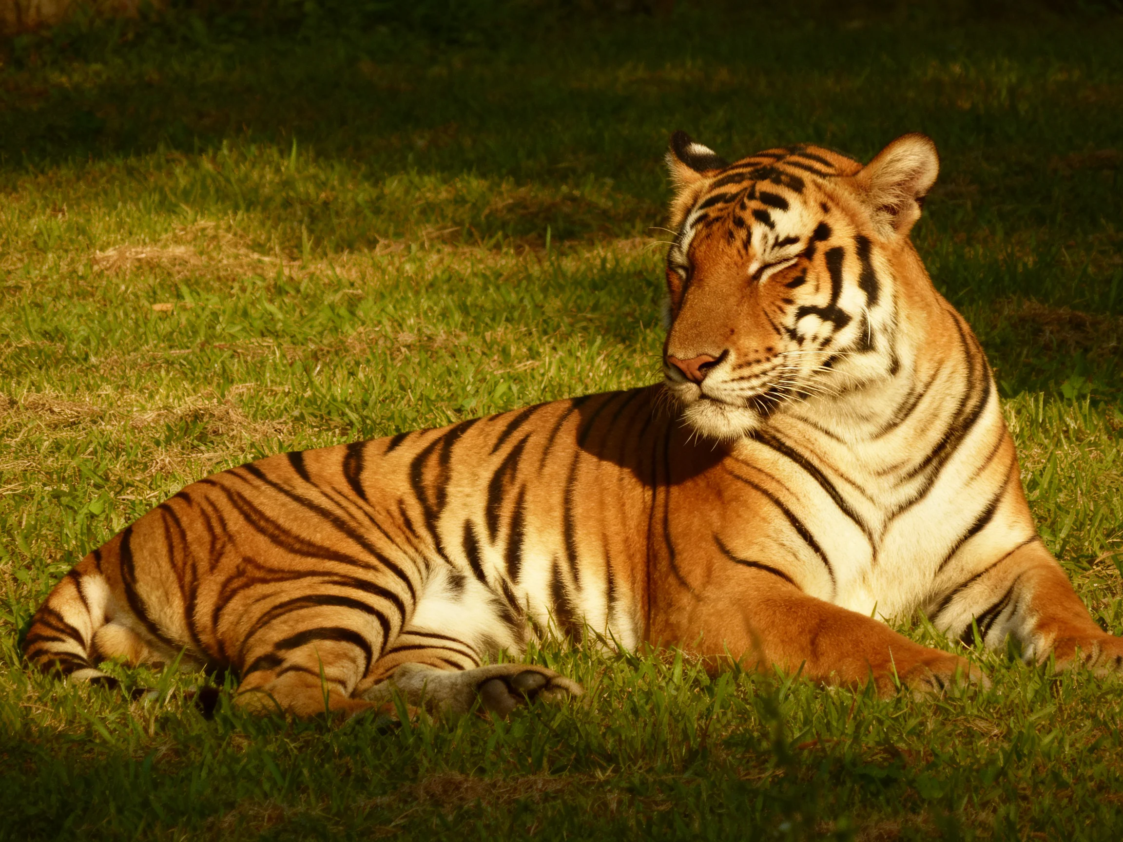 A tiger relaxes on grass in a sunlit setting.