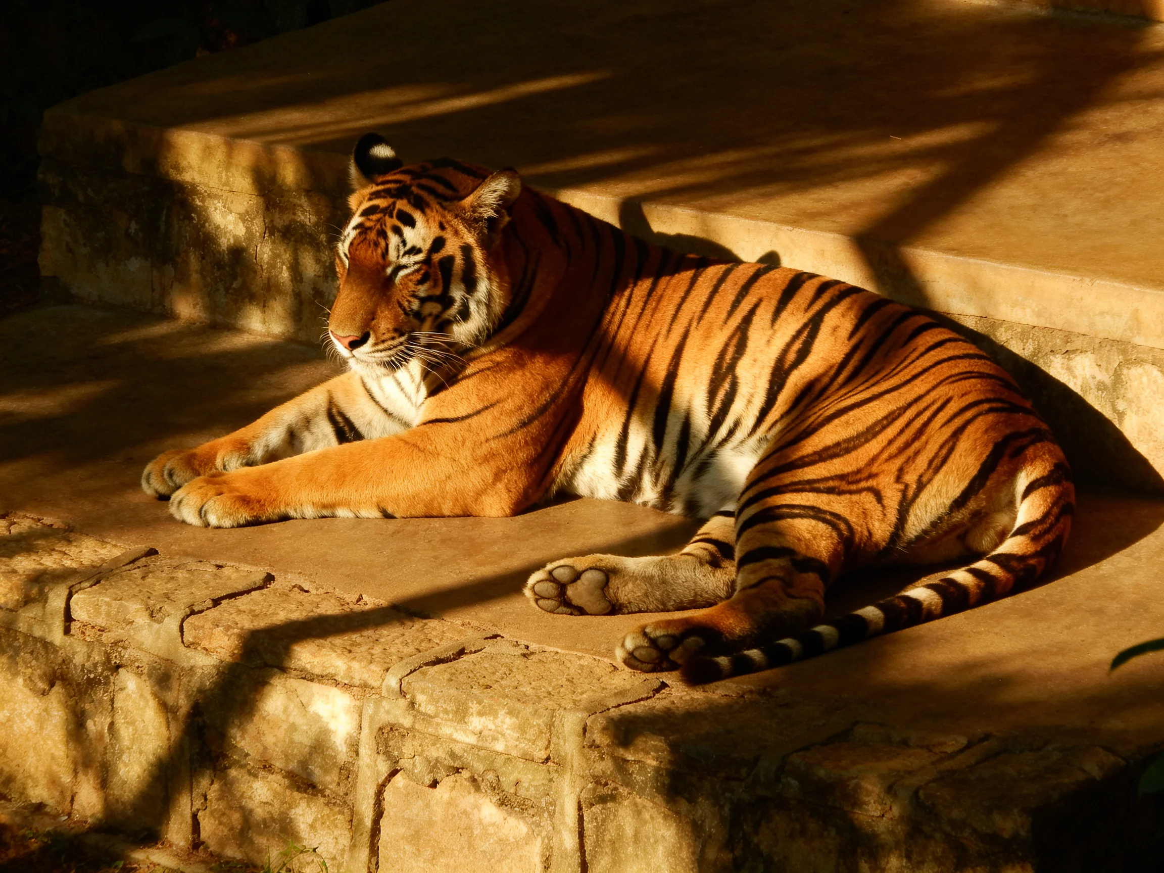 A tiger relaxes on stone steps illuminated by warm sunlight.