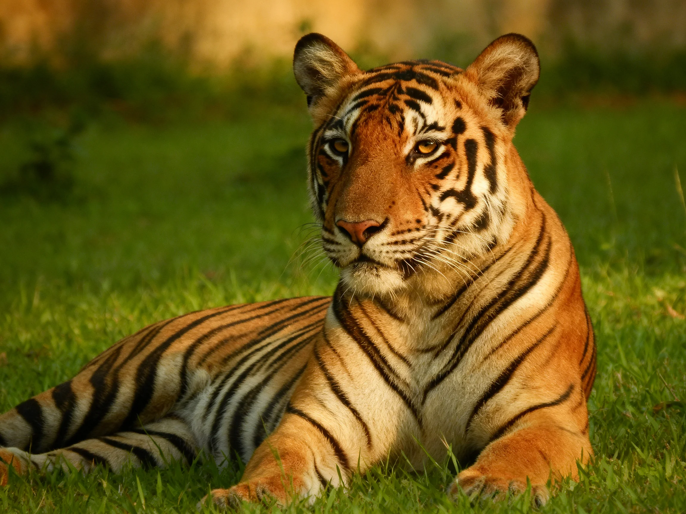 A tiger lies calmly on green grass, showcasing its striped pattern.