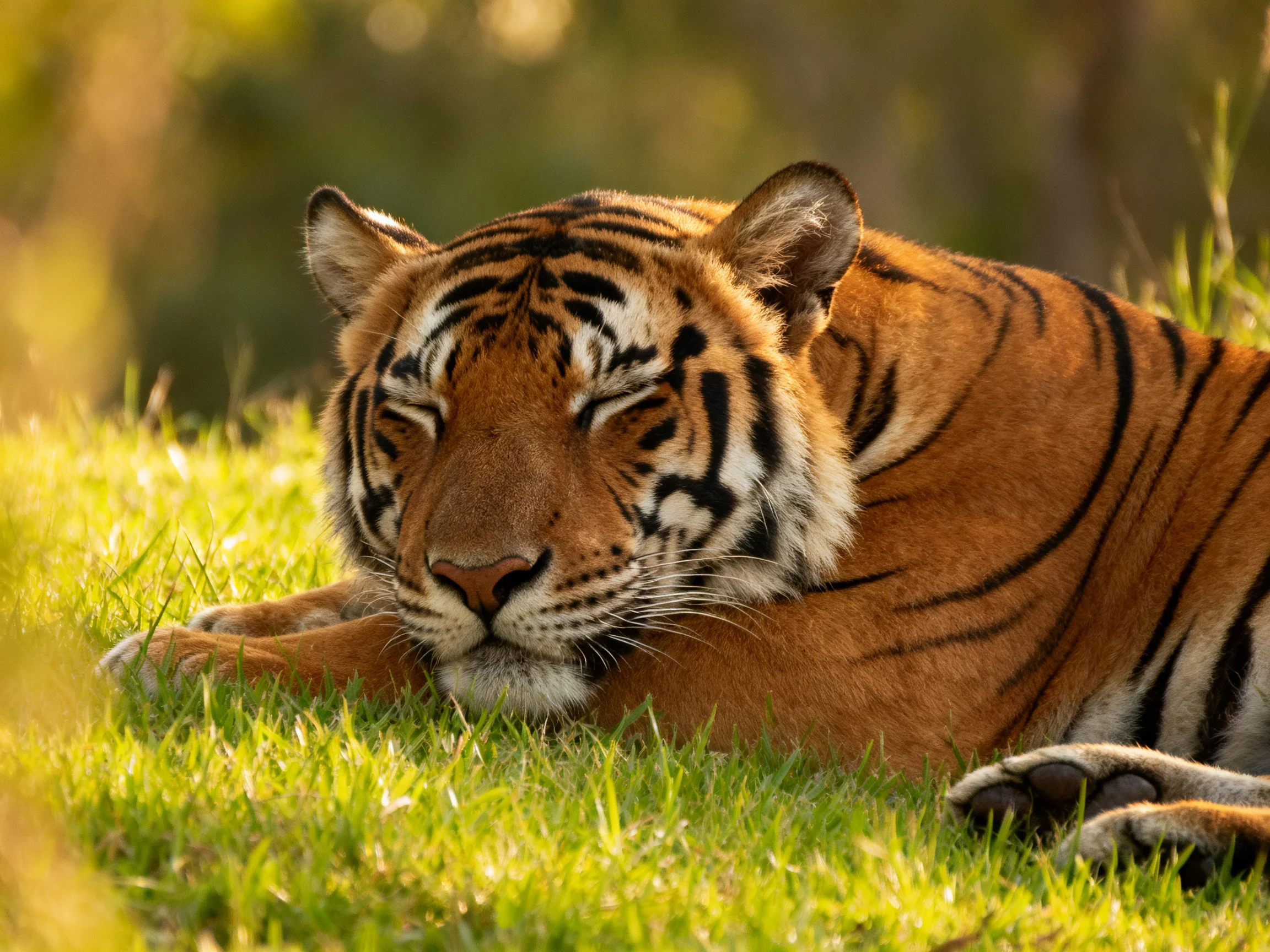 A tiger with striking orange and black fur rests peacefully on lush grass.