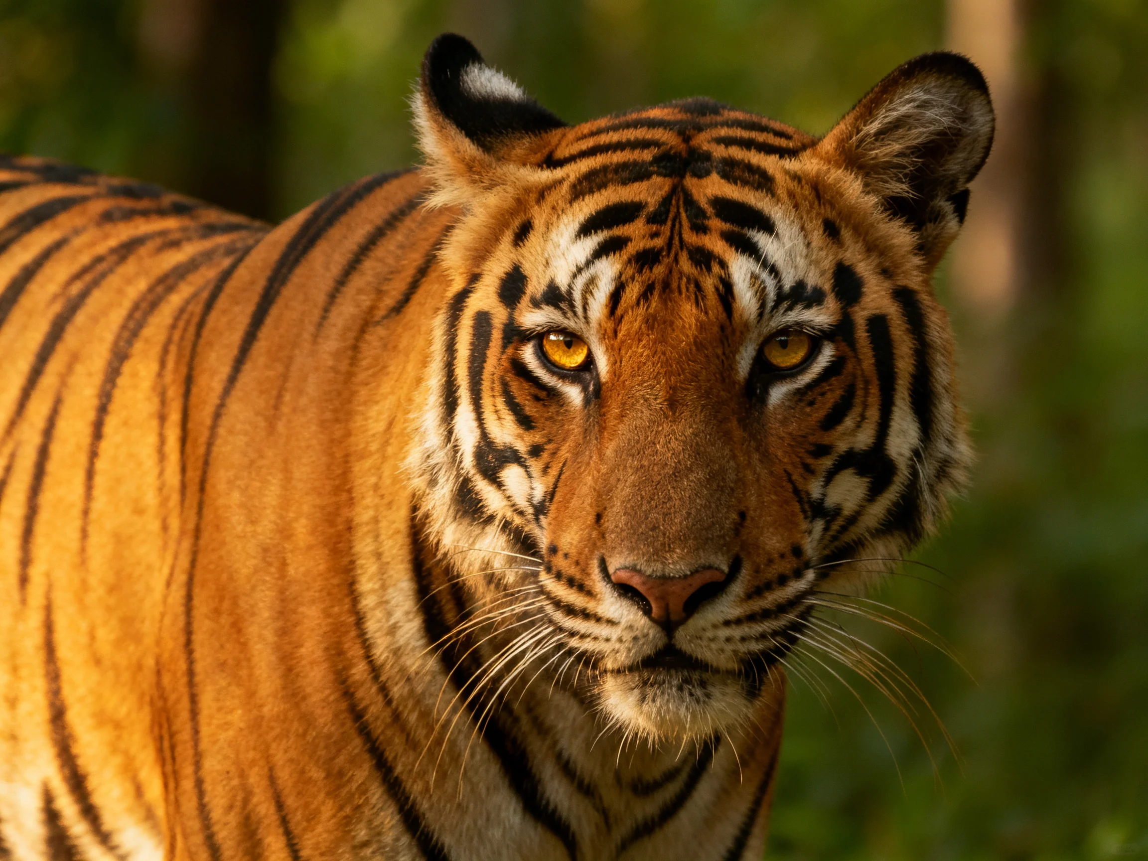 A tiger with bold black stripes stands in a verdant forest setting.