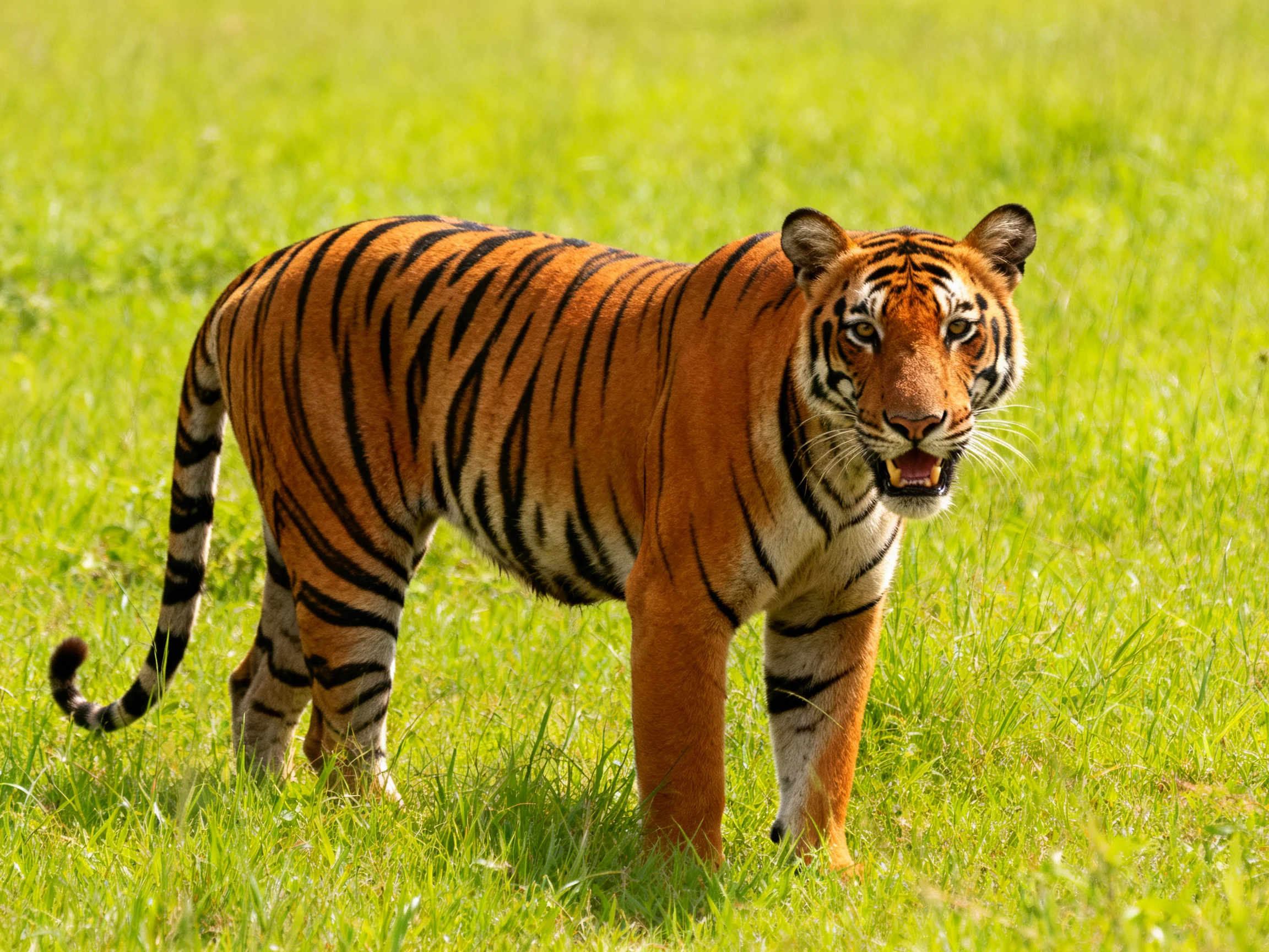 A tiger with bold black stripes moves through sunlit green grass.