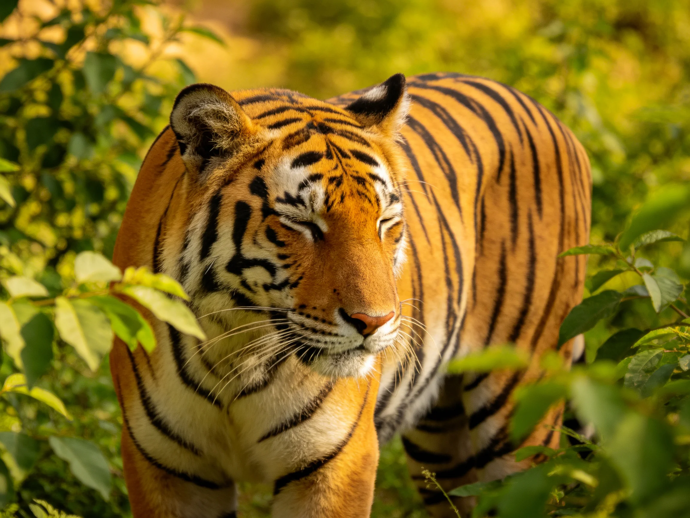 A tiger with striking black stripes moves through dense green vegetation.