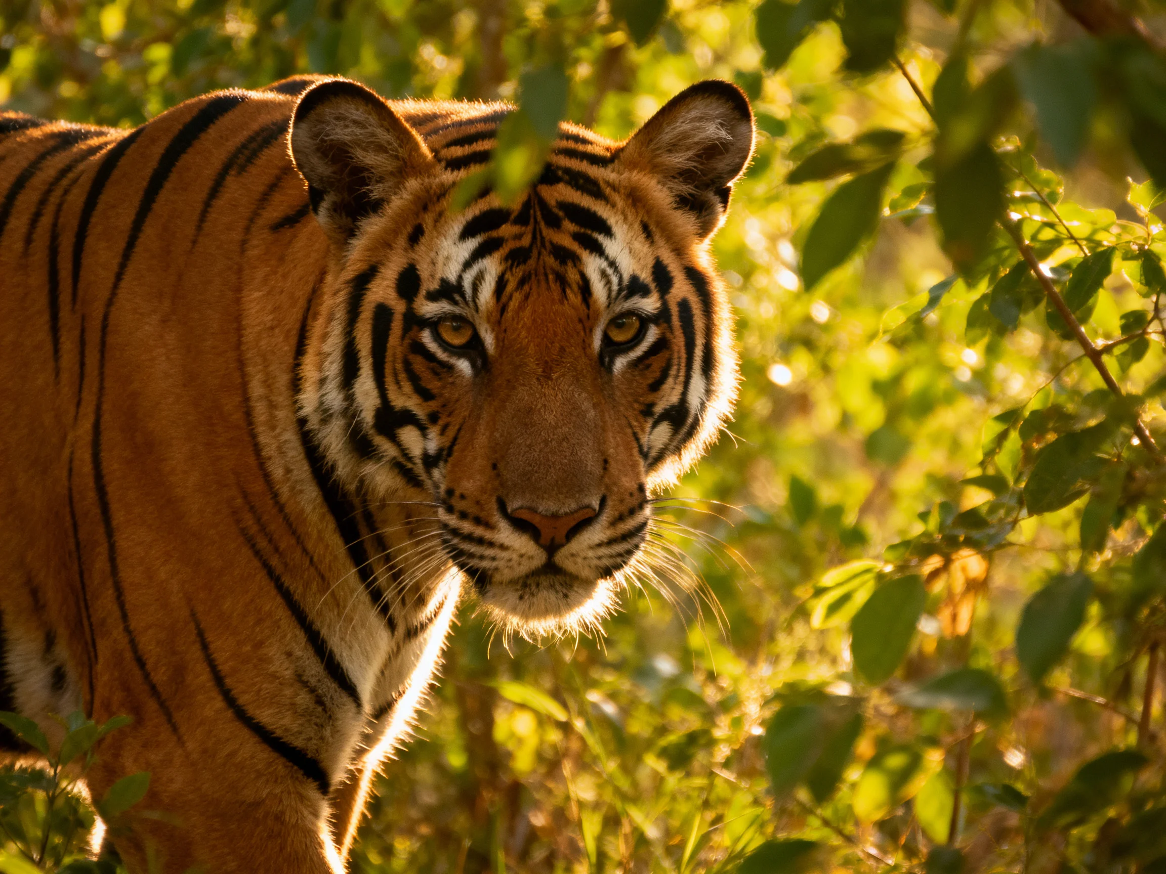 A majestic tiger with bold black stripes in sun-dappled foliage