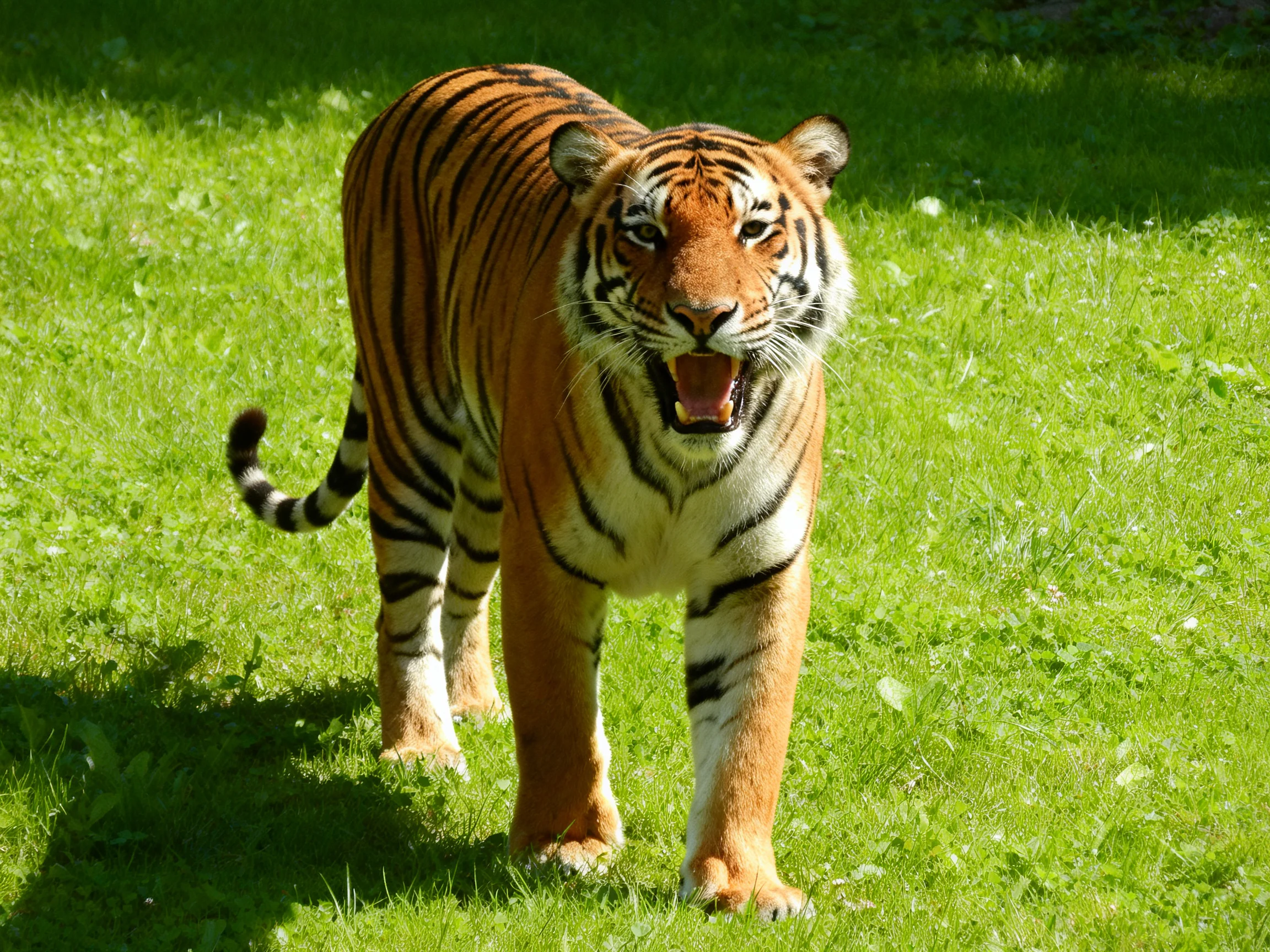 A tiger with bold orange and black markings roams through bright green grass.