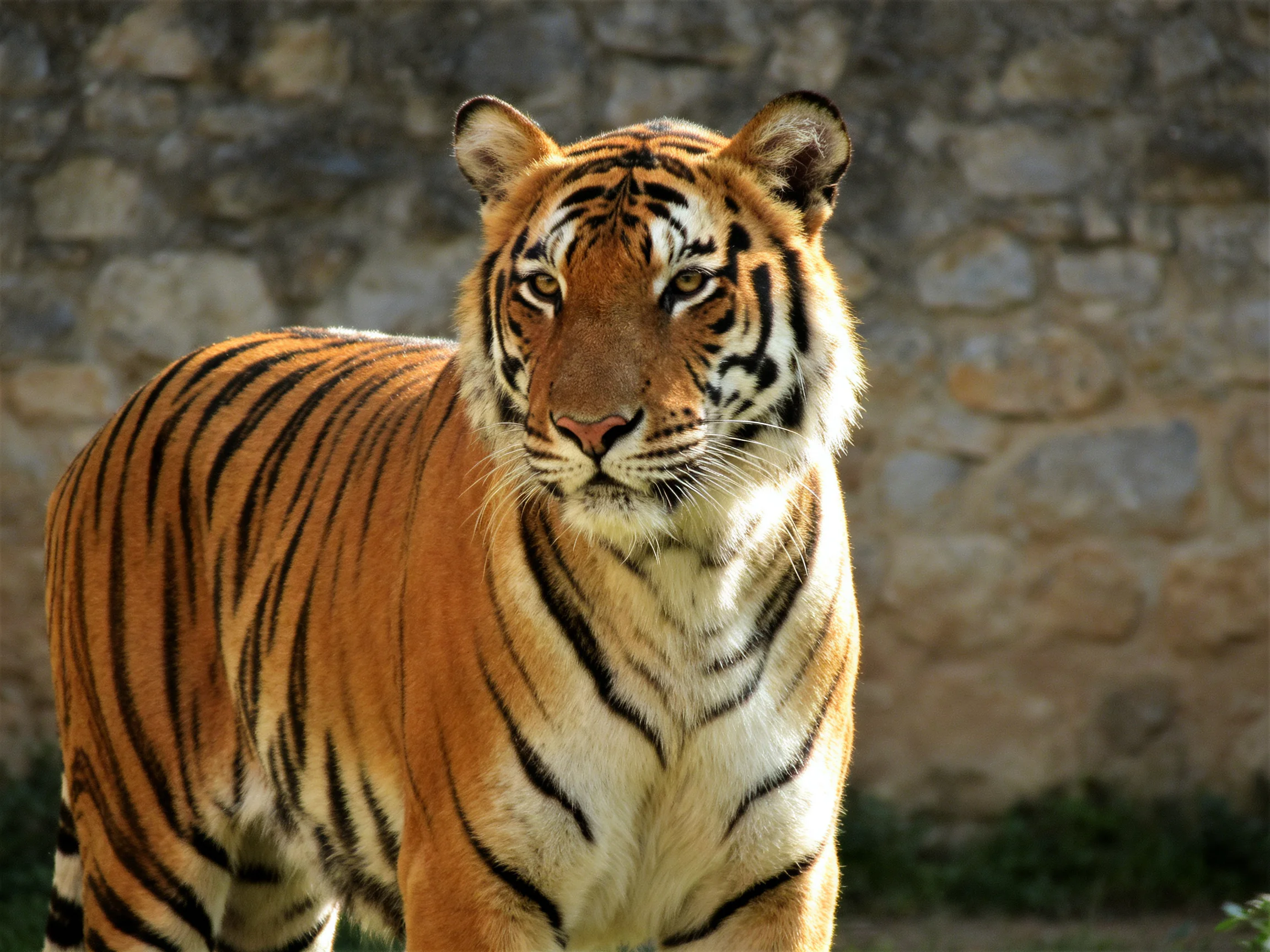 A tiger stands near a stone wall with distinct striped patterns.