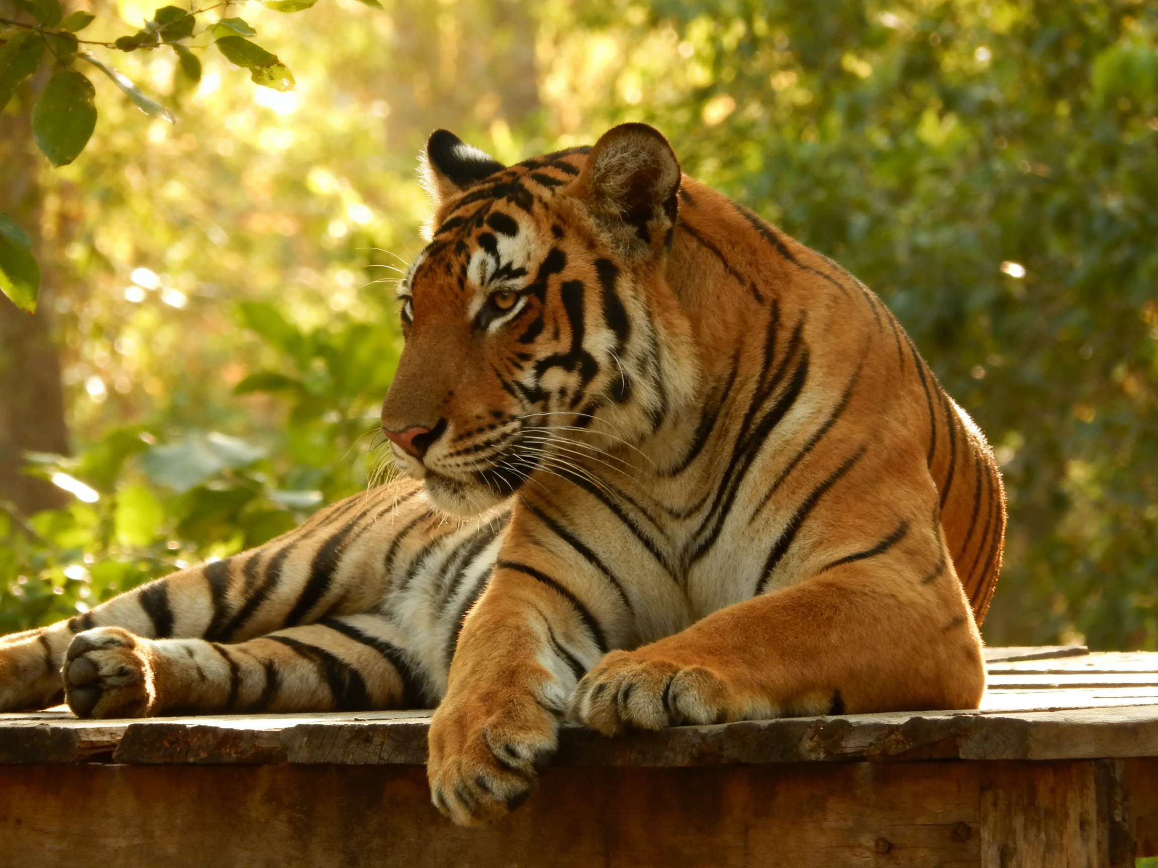 A tiger with bold black stripes rests on a wooden ledge in a sunlit forest.