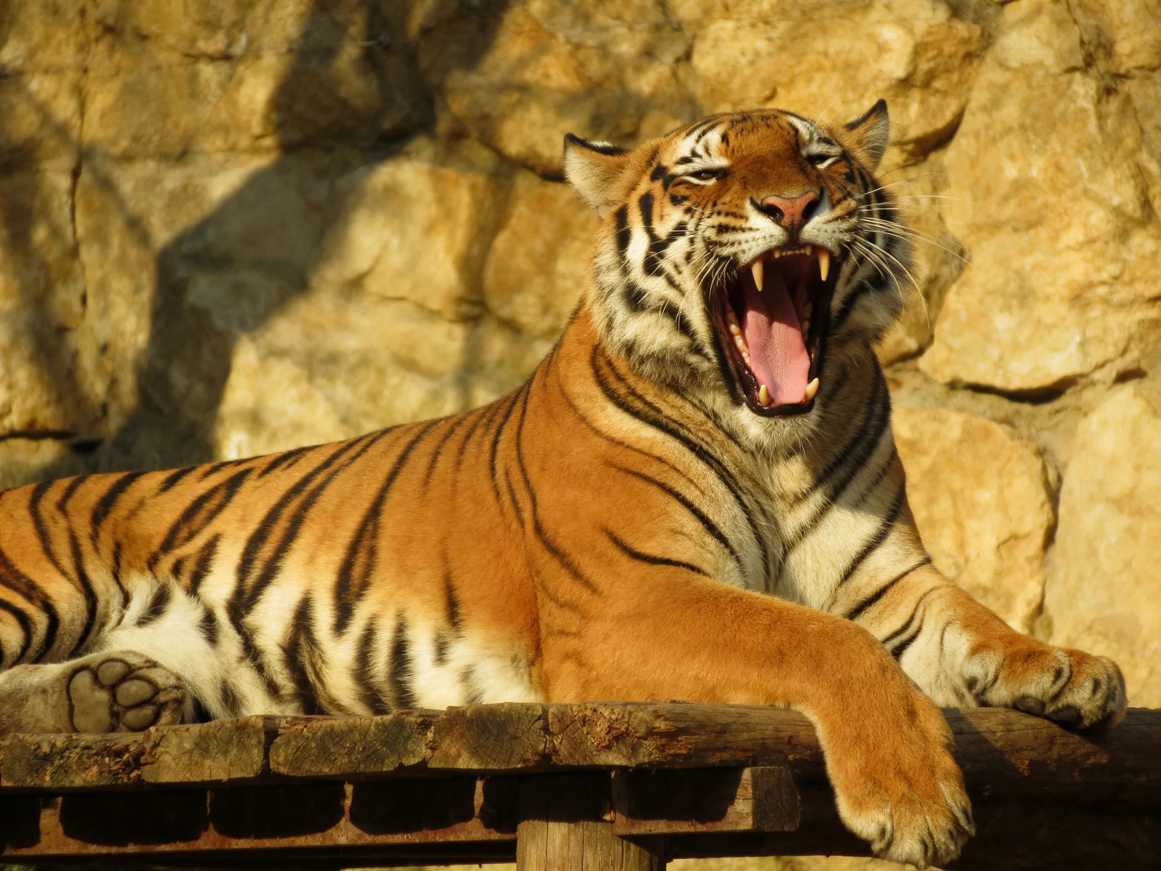 A tiger with orange fur and black stripes yawns near a stone wall