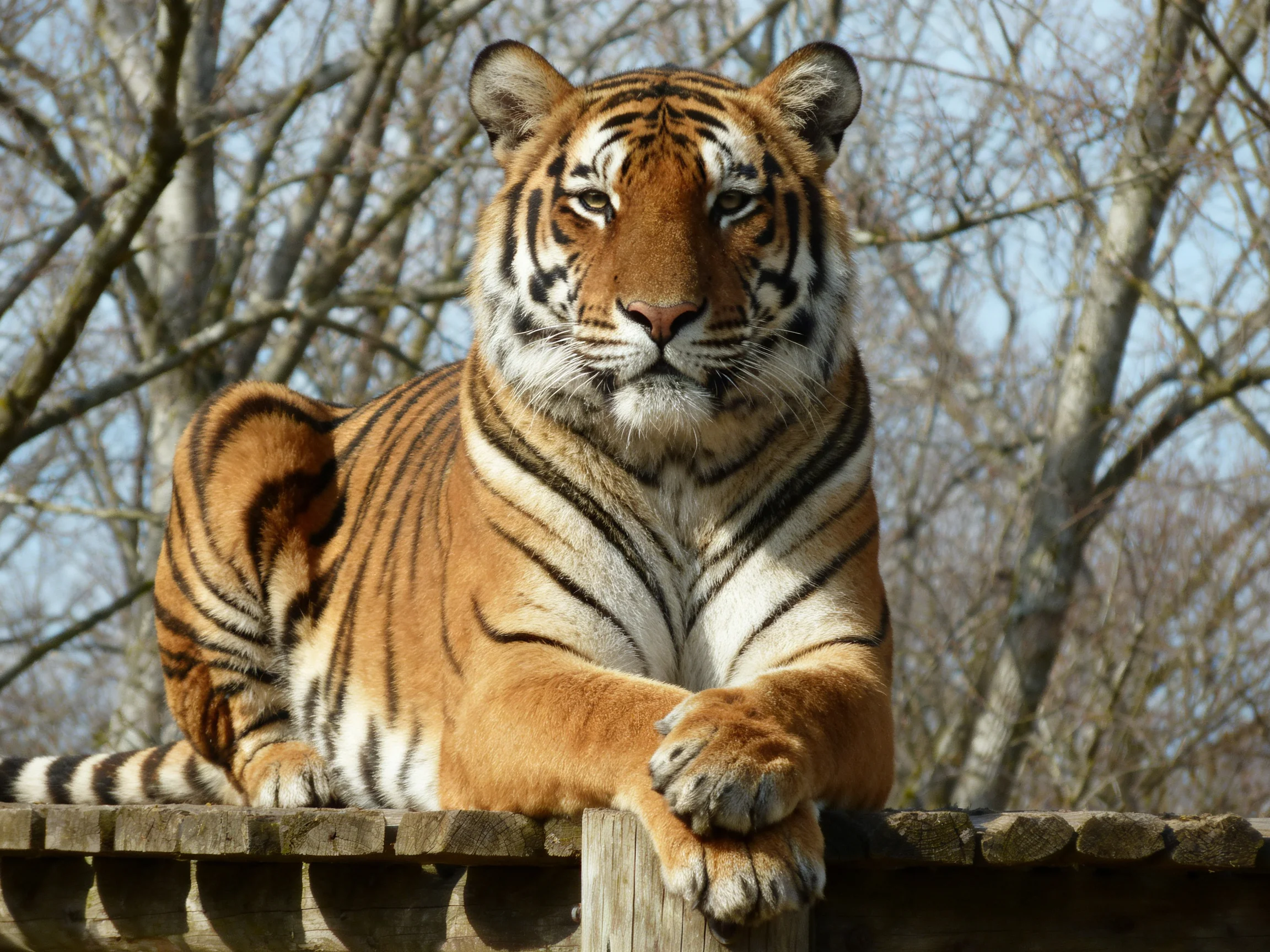 A tiger with bold black stripes relaxes on a wooden structure.